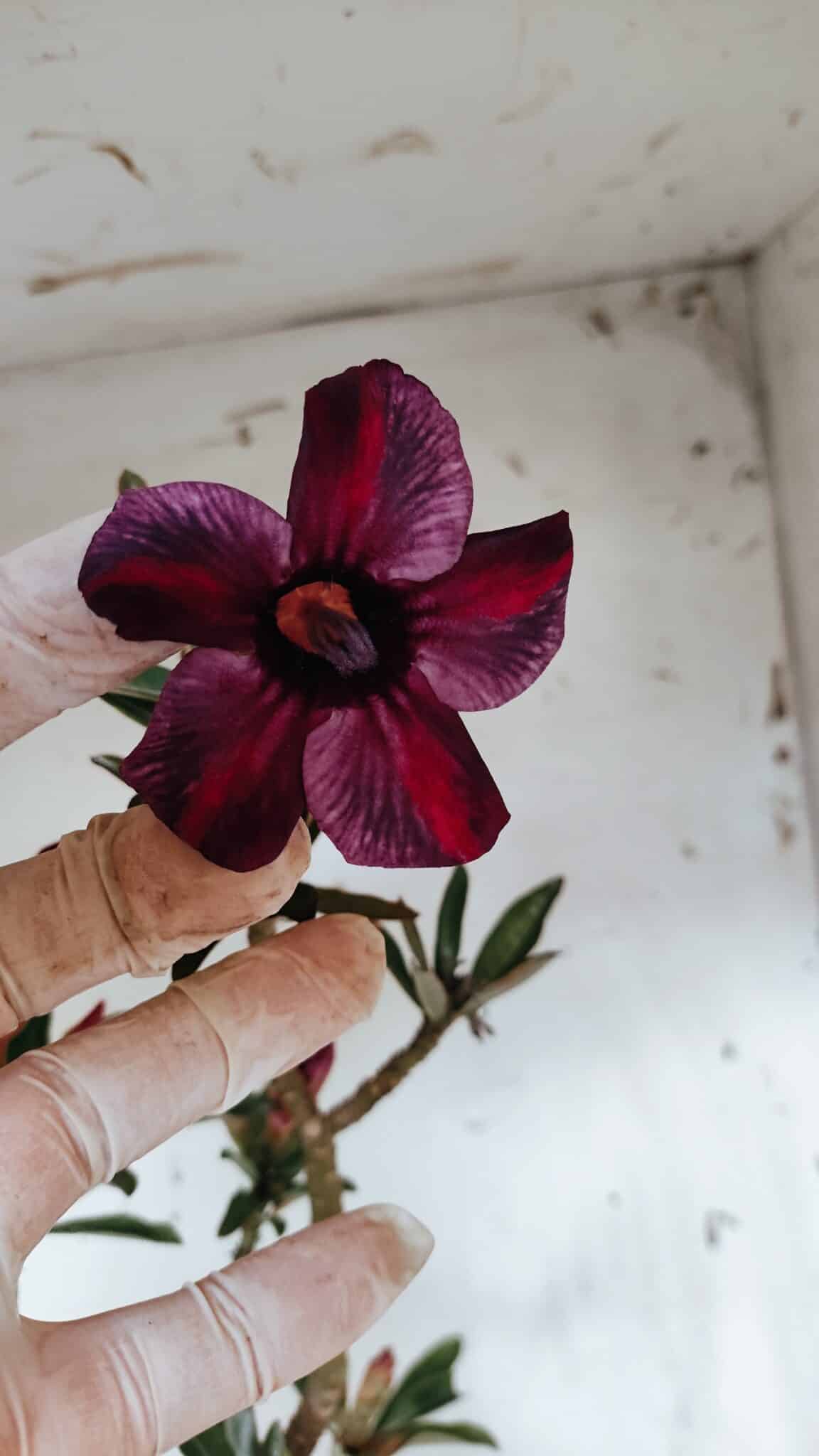 Planta Simples 2945 – 55cm – 04 anos
