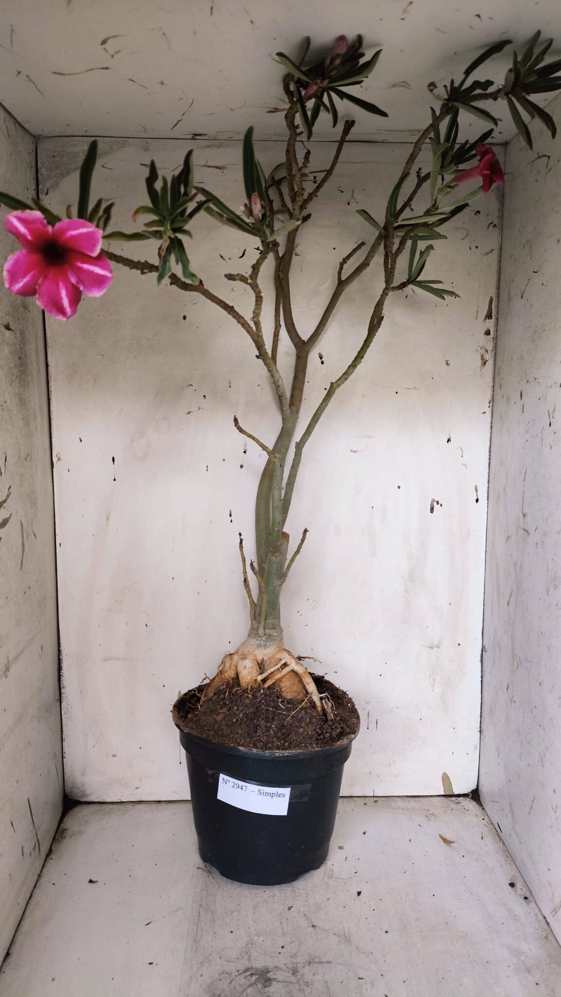 Planta Simples 2947 – 65cm – 05 anos