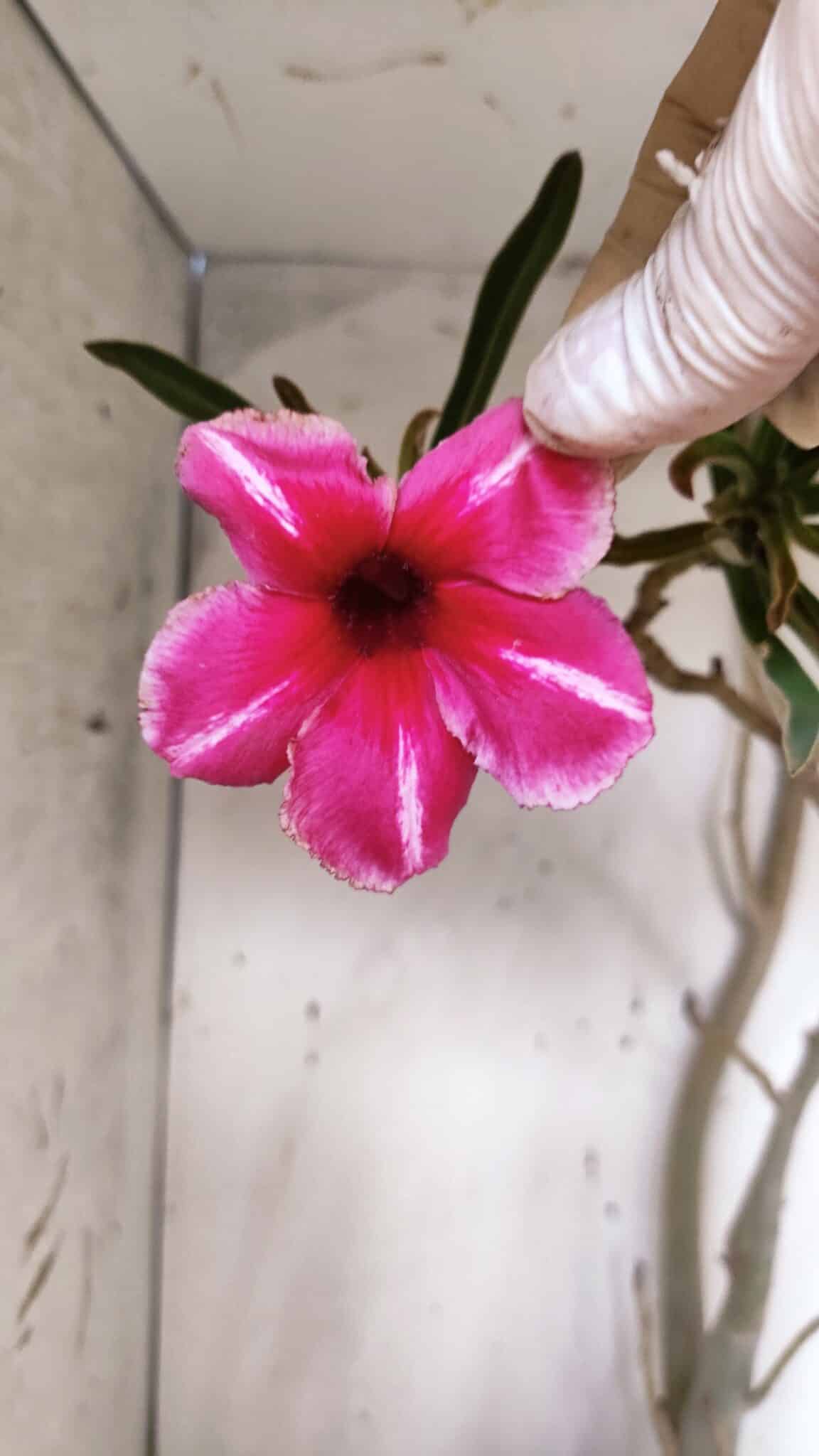 Planta Simples 2947 – 65cm – 05 anos