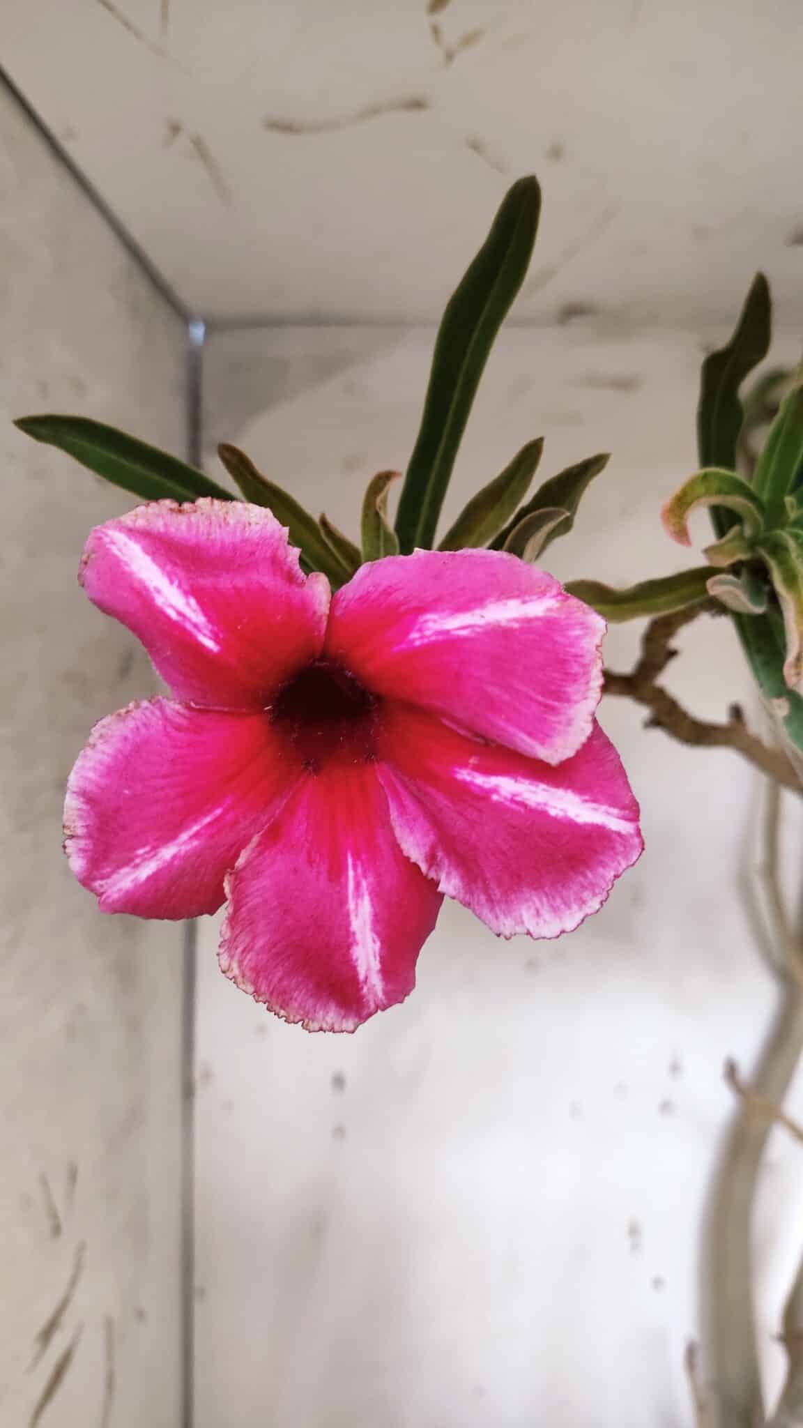 Planta Simples 2947 – 65cm – 05 anos