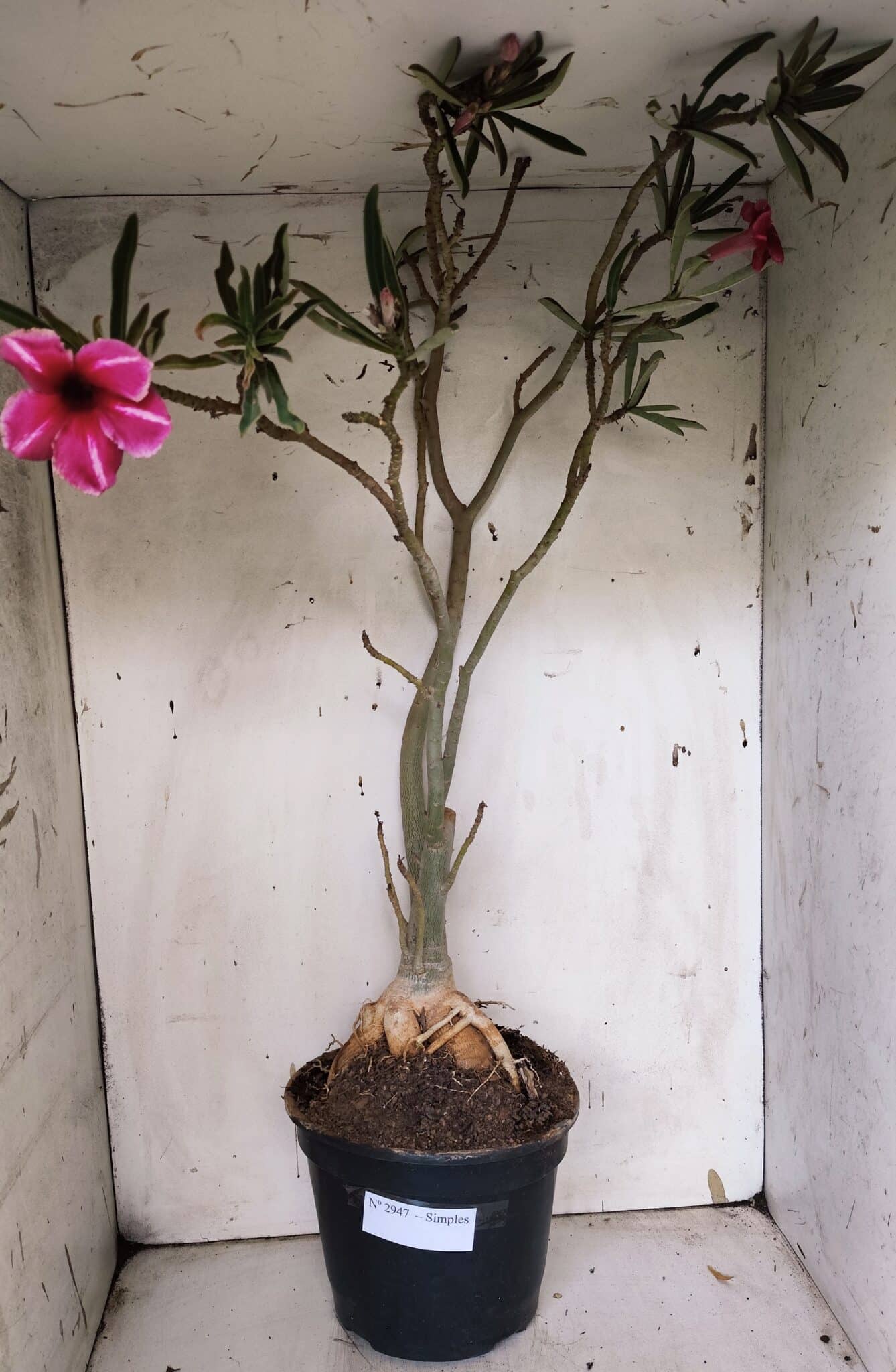 Planta Simples 2947 – 65cm – 05 anos