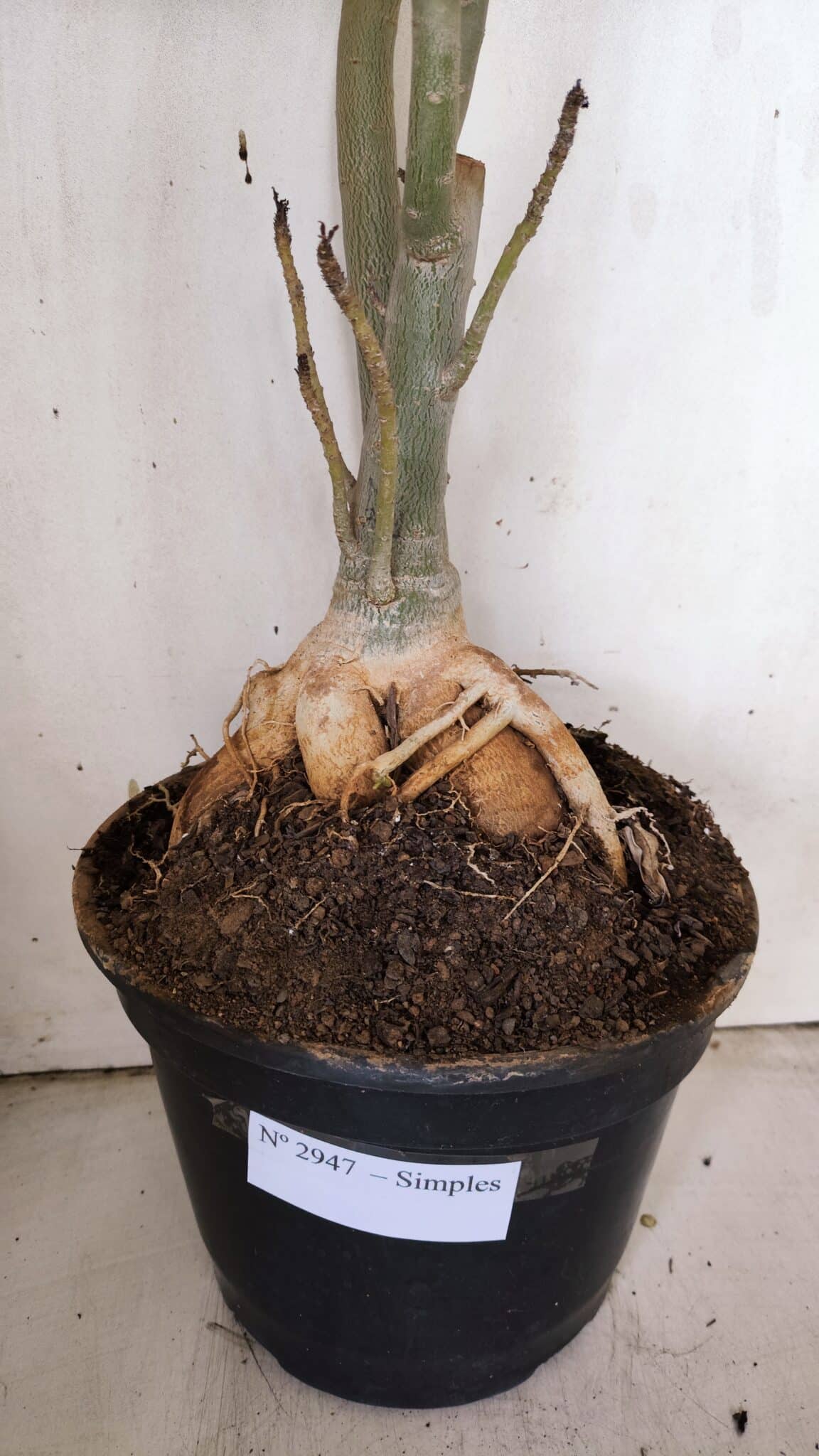 Planta Simples 2947 – 65cm – 05 anos