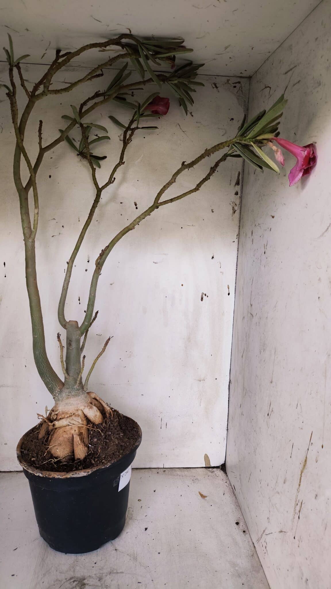 Planta Simples 2947 – 65cm – 05 anos