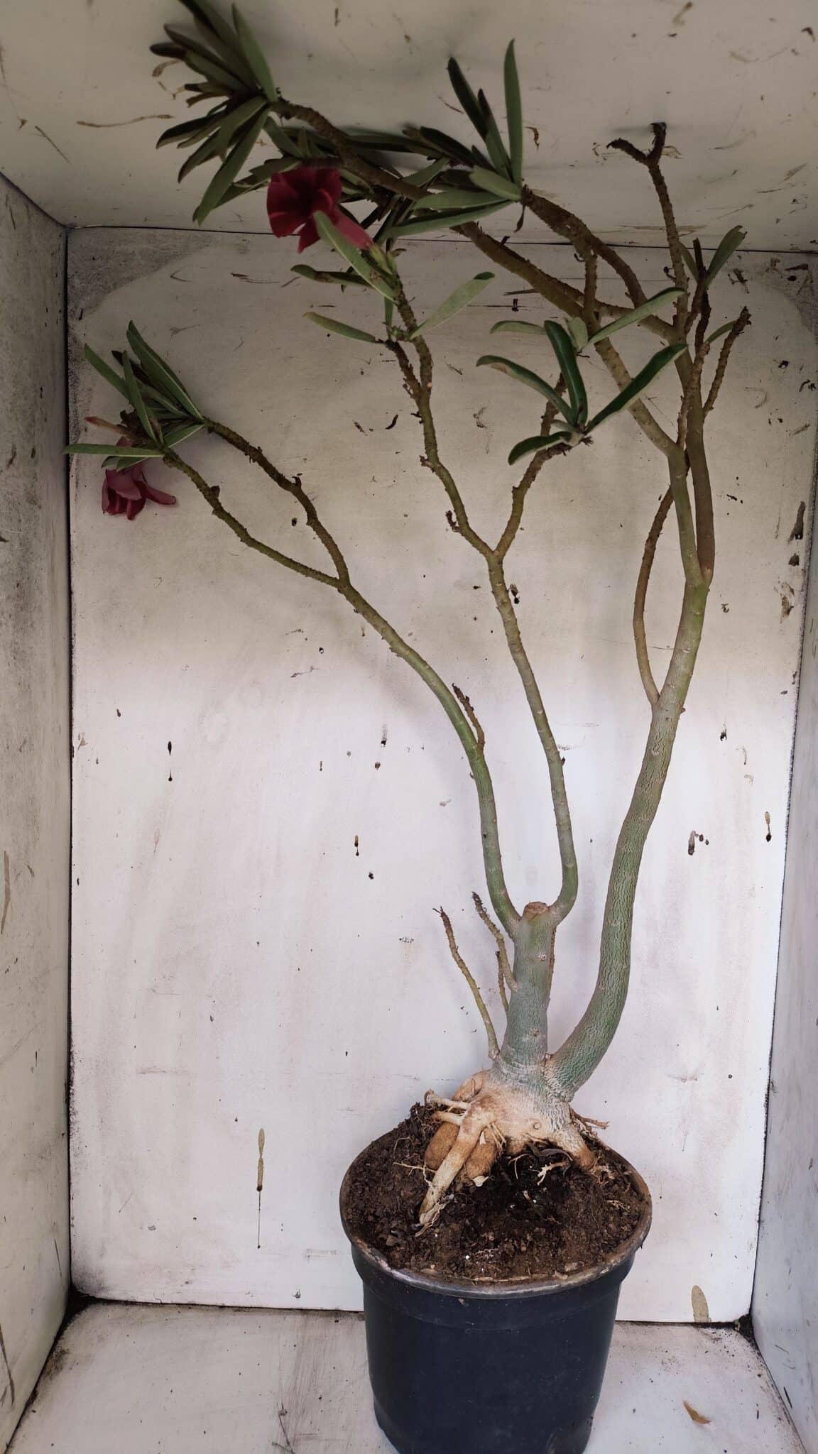 Planta Simples 2947 – 65cm – 05 anos