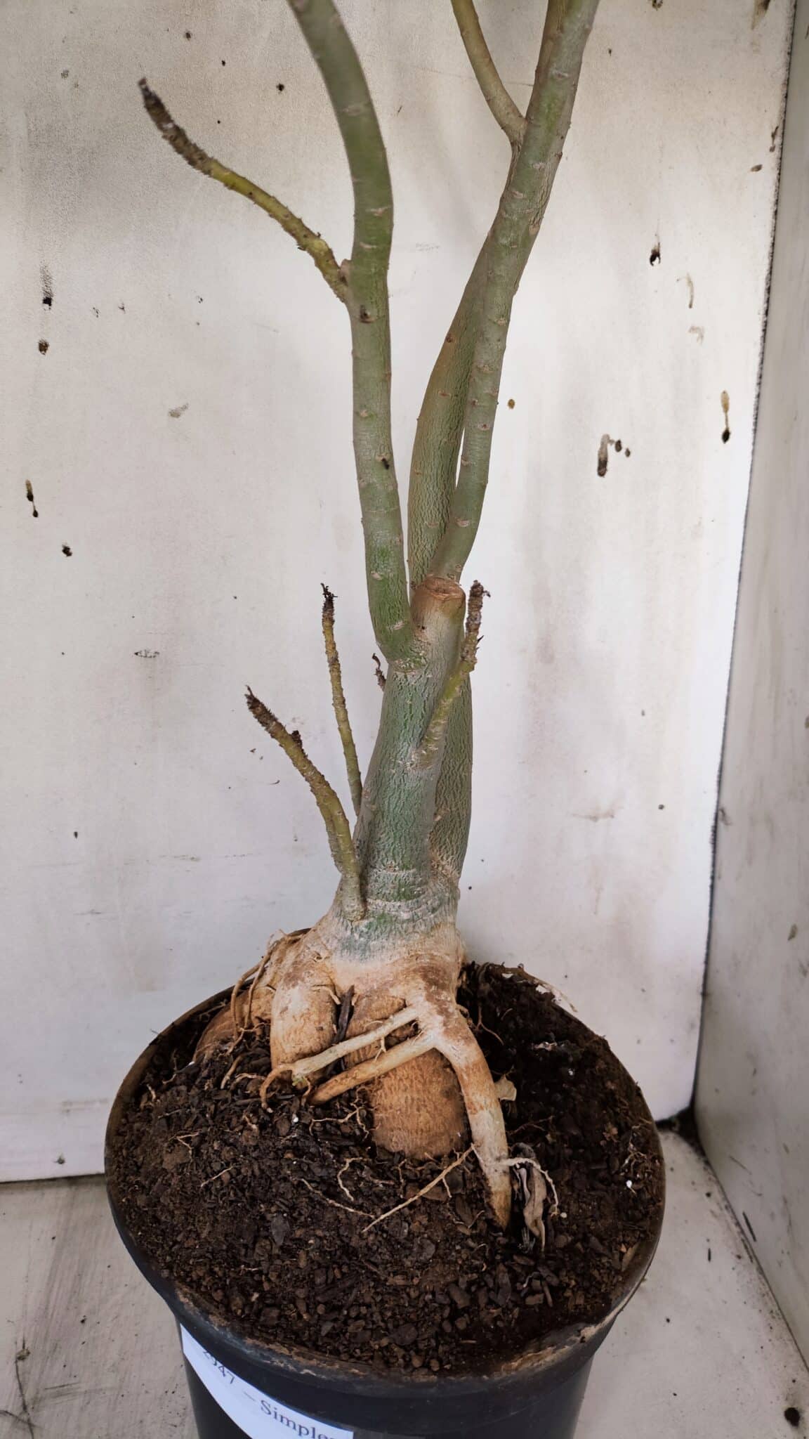 Planta Simples 2947 – 65cm – 05 anos