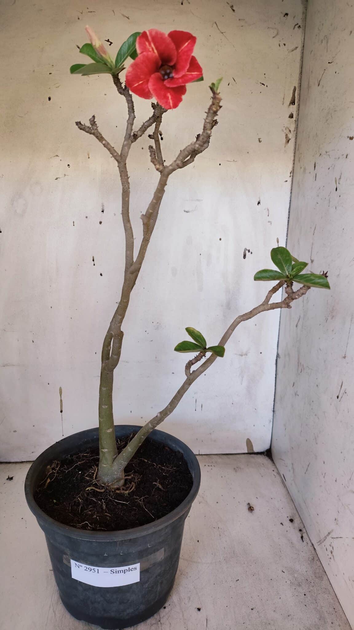 Planta Simples 2951 – 40cm – 03 anos