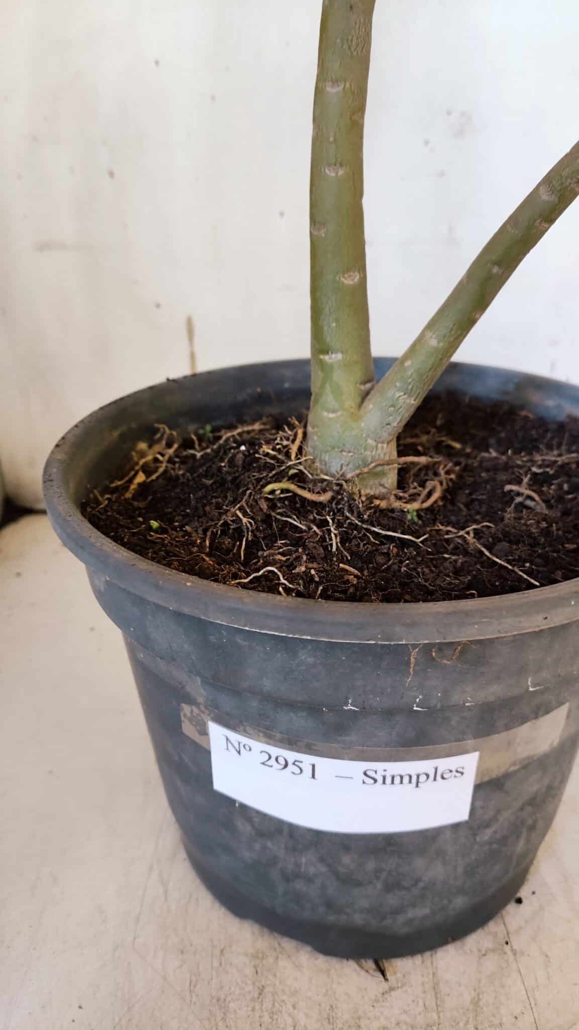 Planta Simples 2951 – 40cm – 03 anos
