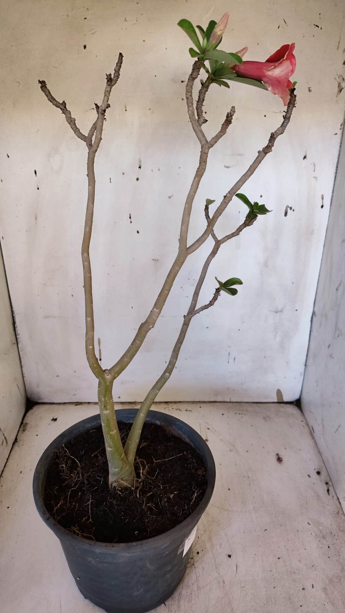 Planta Simples 2951 – 40cm – 03 anos