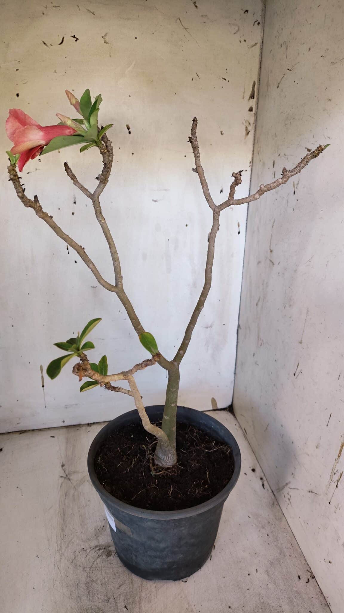 Planta Simples 2951 – 40cm – 03 anos