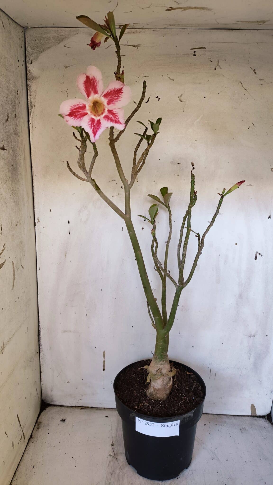 Planta Simples 2952 – 50cm – 04 anos