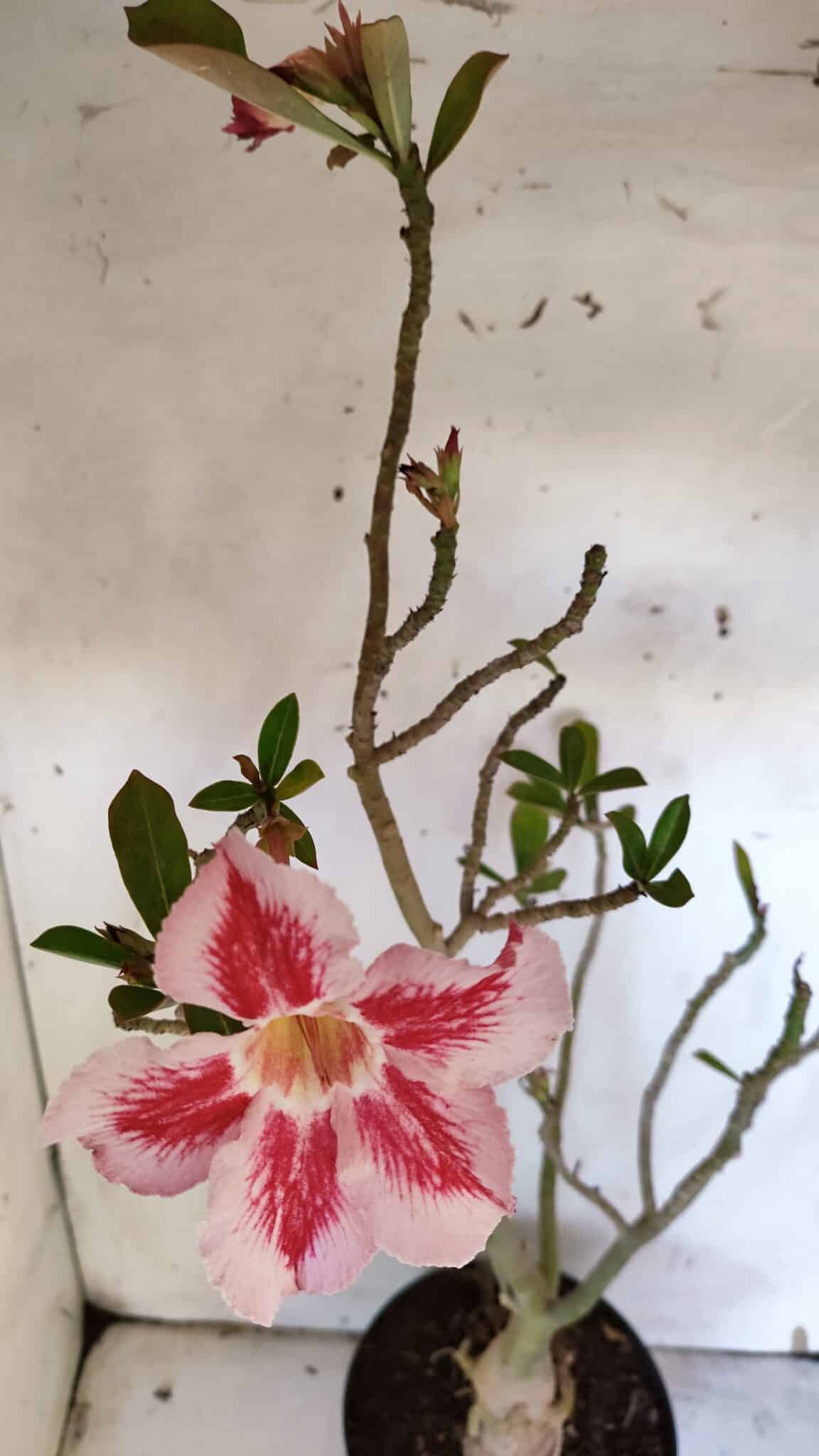 Planta Simples 2952 – 50cm – 04 anos