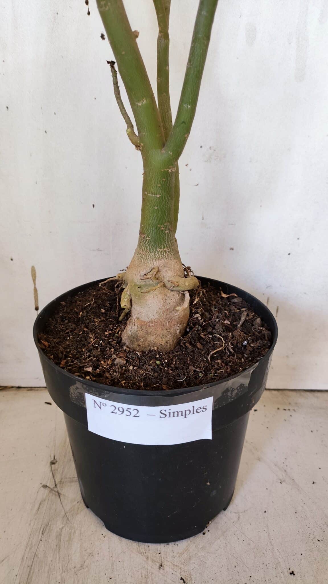Planta Simples 2952 – 50cm – 04 anos