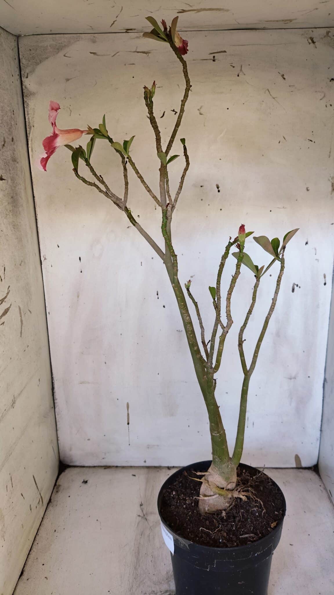 Planta Simples 2952 – 50cm – 04 anos