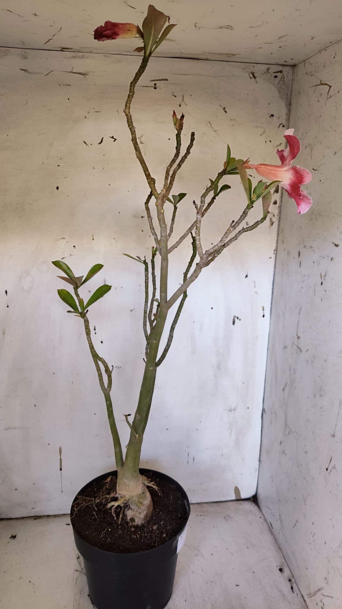 Planta Simples 2952 – 50cm – 04 anos