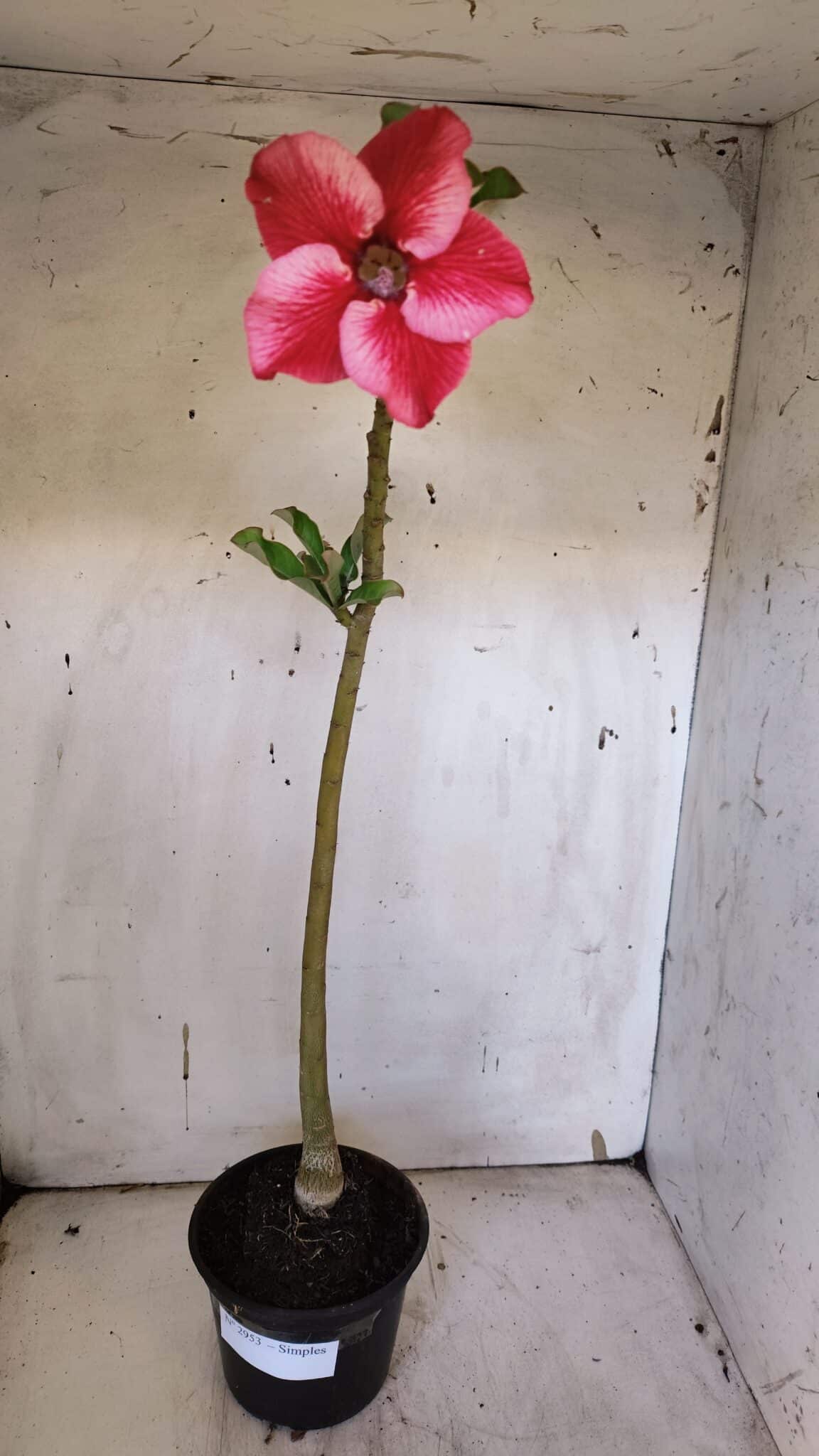Planta Simples 2953 – 35cm – 03 anos