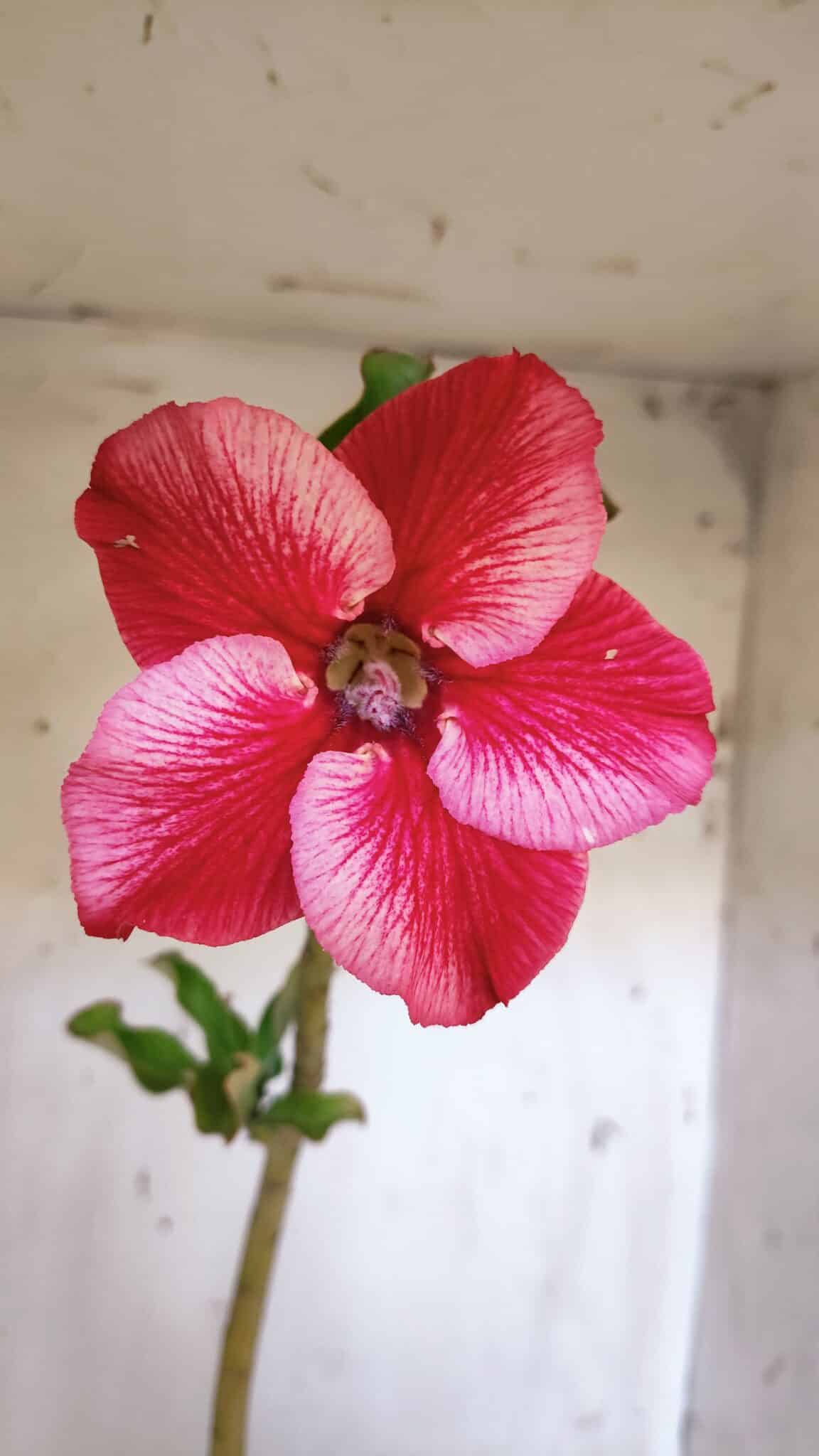 Planta Simples 2953 – 35cm – 03 anos