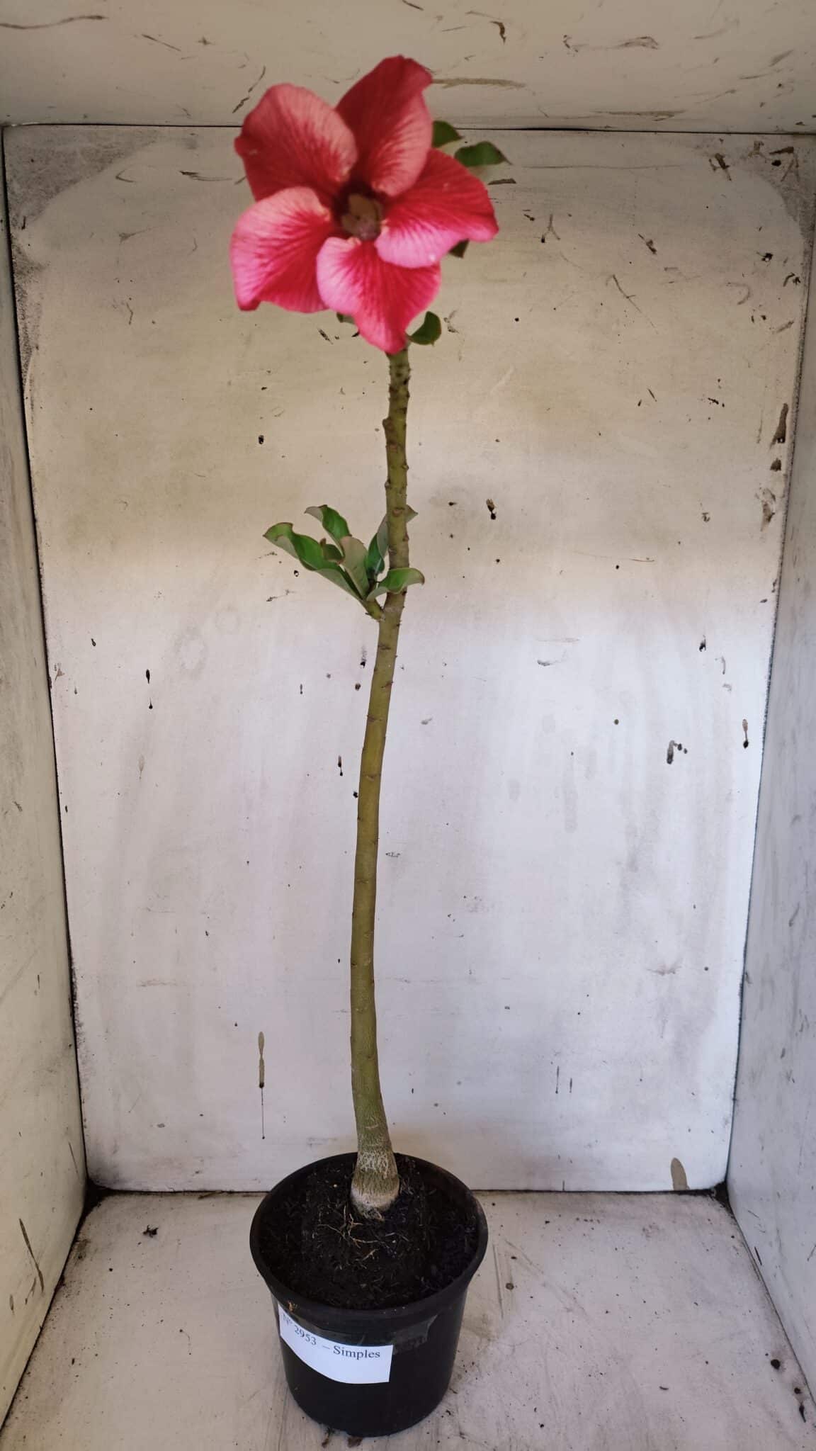 Planta Simples 2953 – 35cm – 03 anos