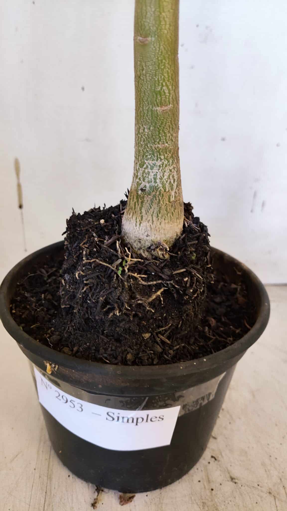 Planta Simples 2953 – 35cm – 03 anos