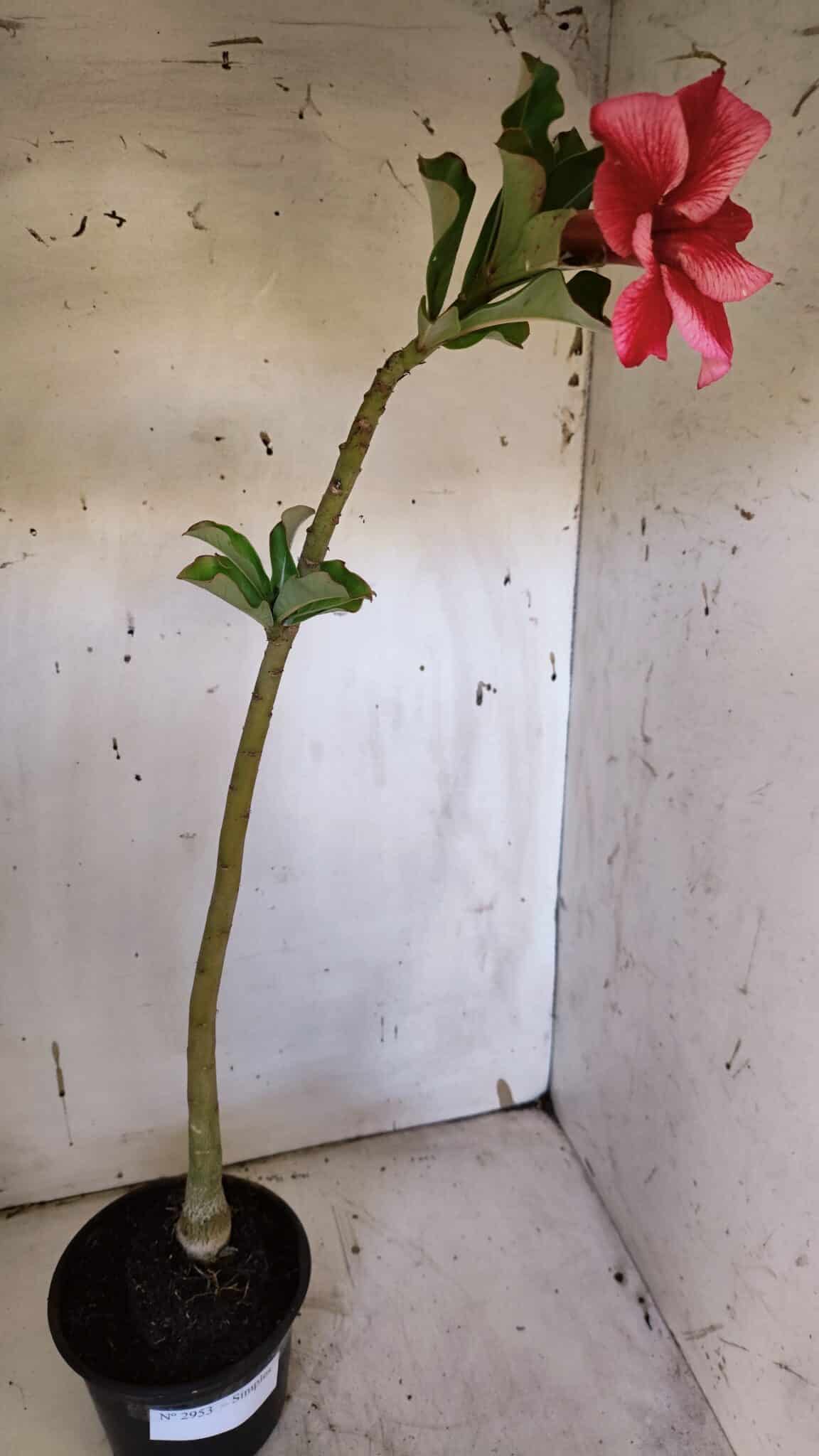 Planta Simples 2953 – 35cm – 03 anos