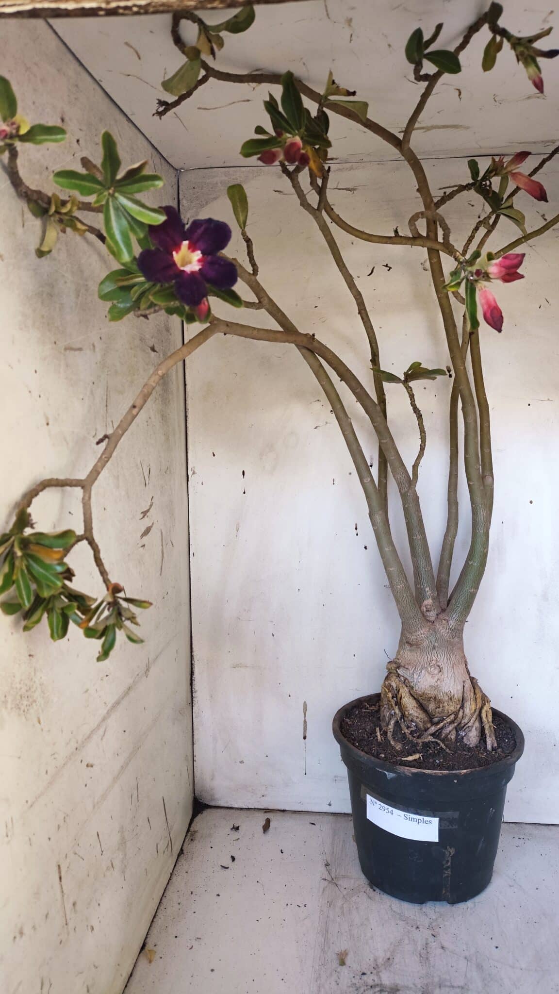 Planta Simples 2954 – 65cm – 05 anos