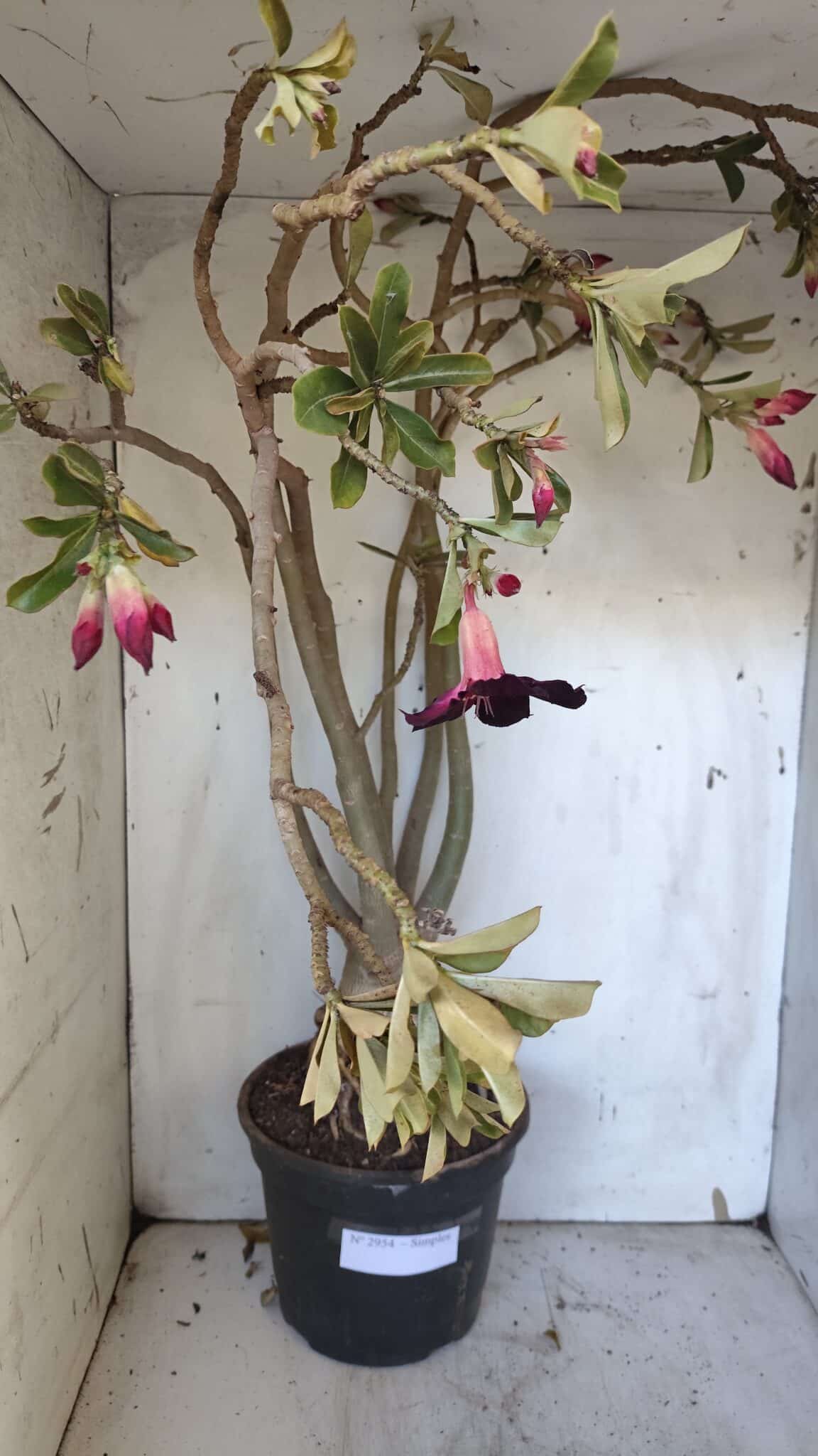 Planta Simples 2954 – 65cm – 05 anos