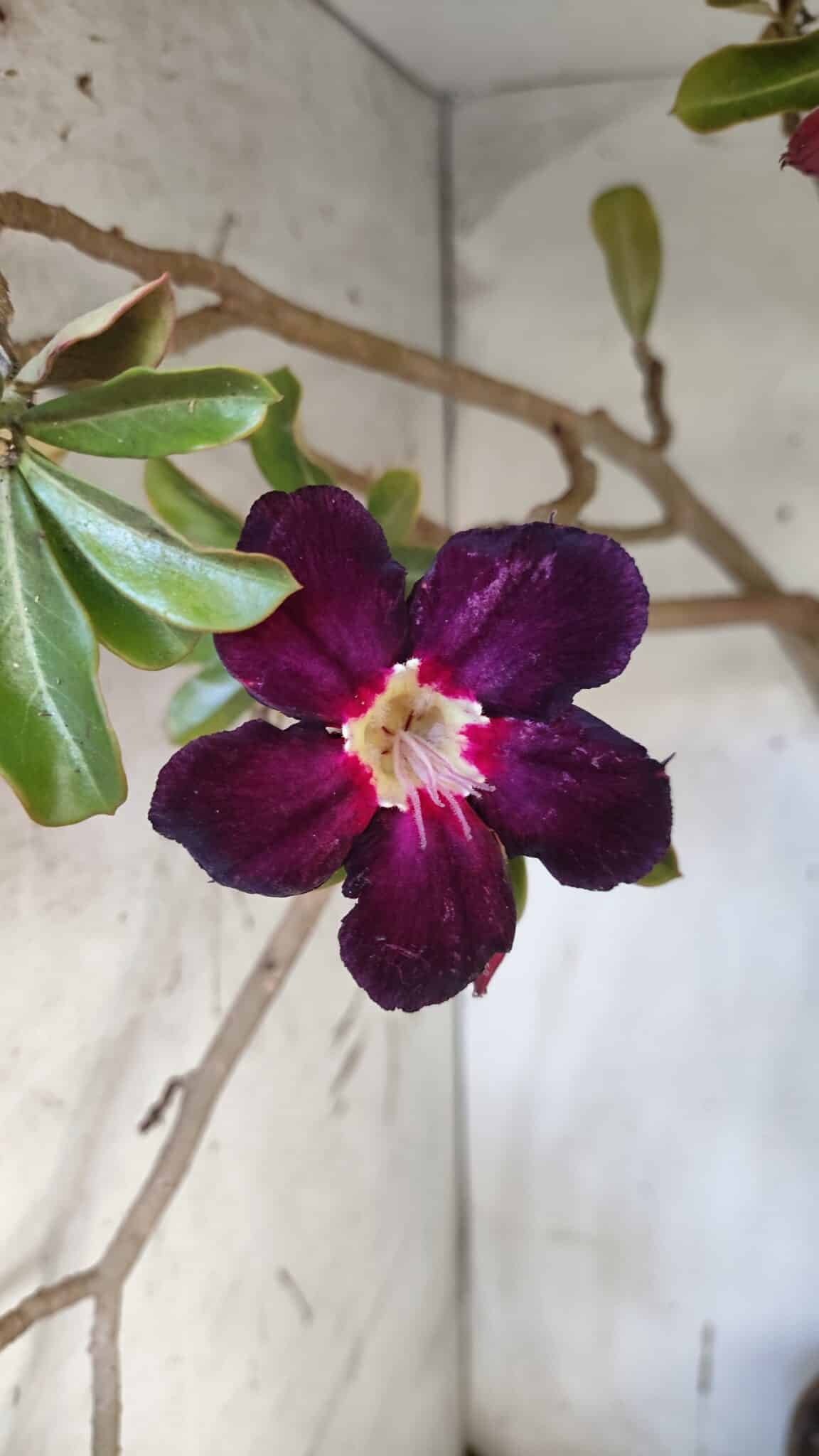 Planta Simples 2954 – 65cm – 05 anos