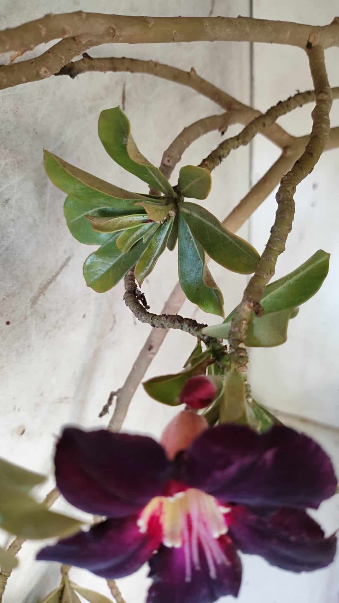 Planta Simples 2954 – 65cm – 05 anos