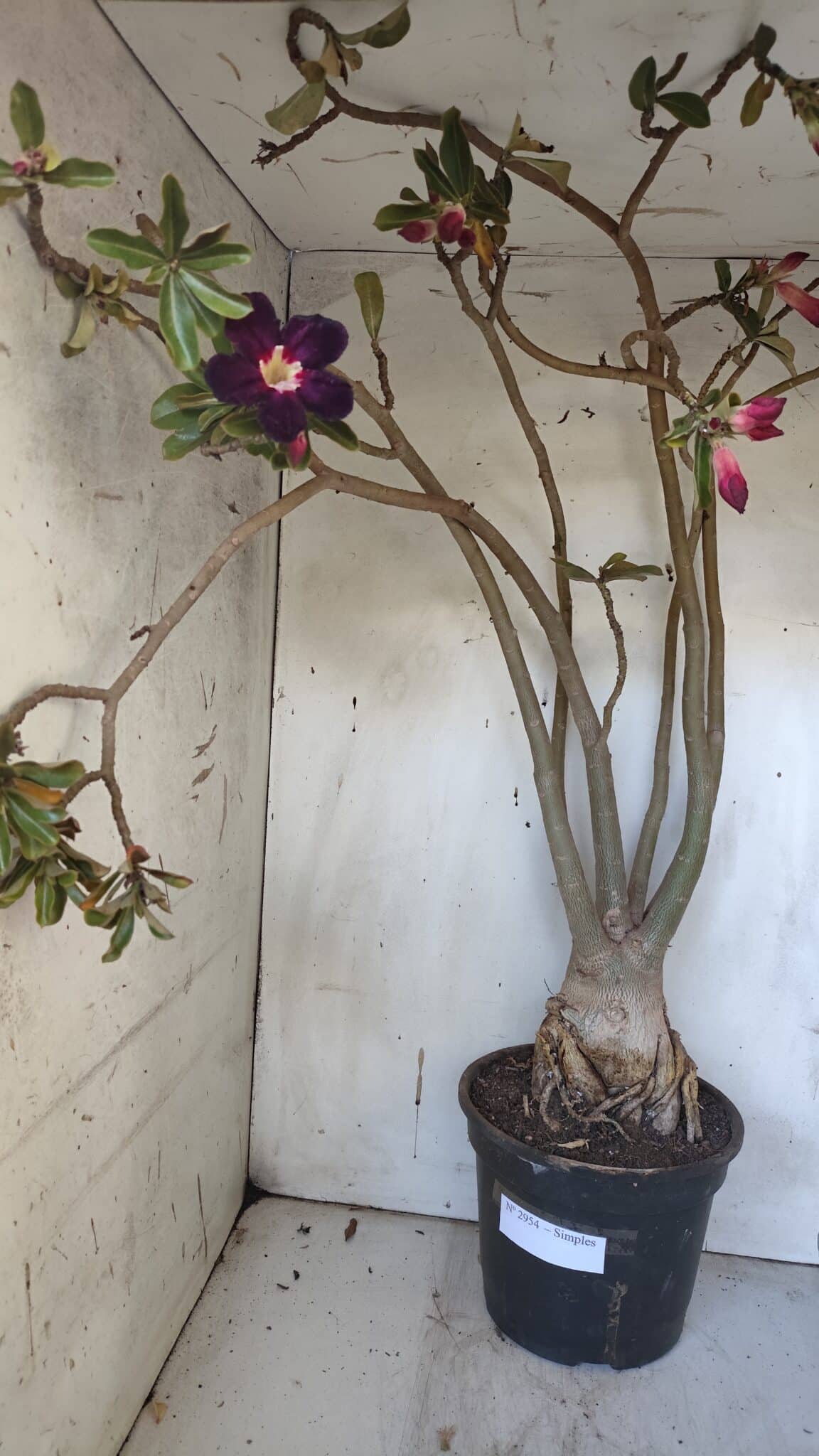 Planta Simples 2954 – 65cm – 05 anos