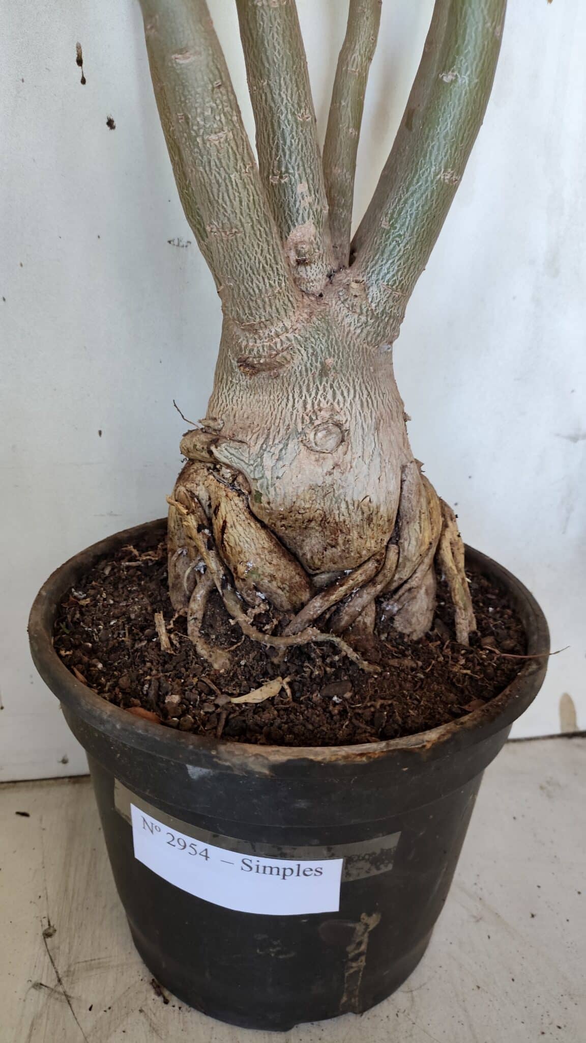 Planta Simples 2954 – 65cm – 05 anos