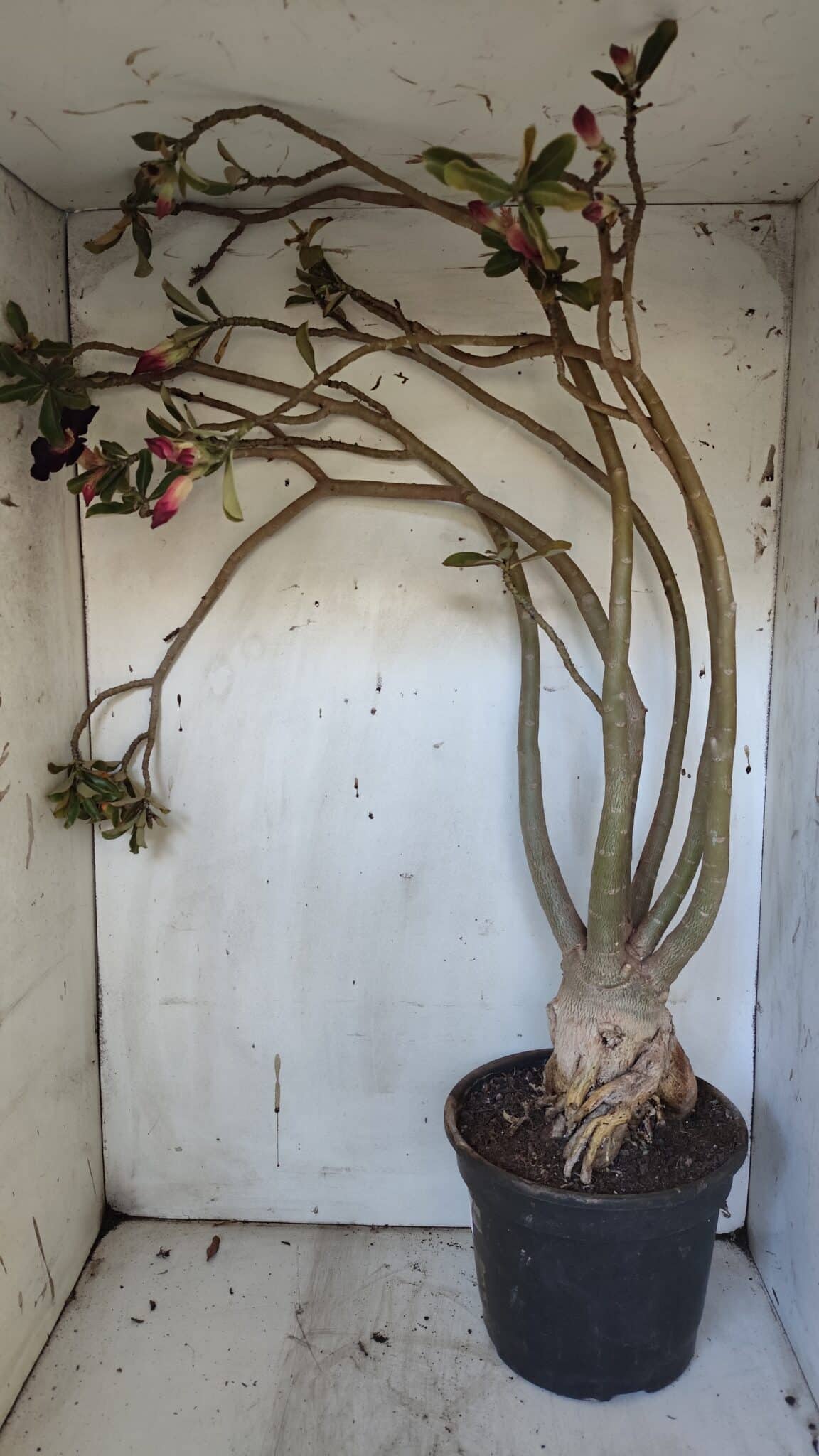Planta Simples 2954 – 65cm – 05 anos