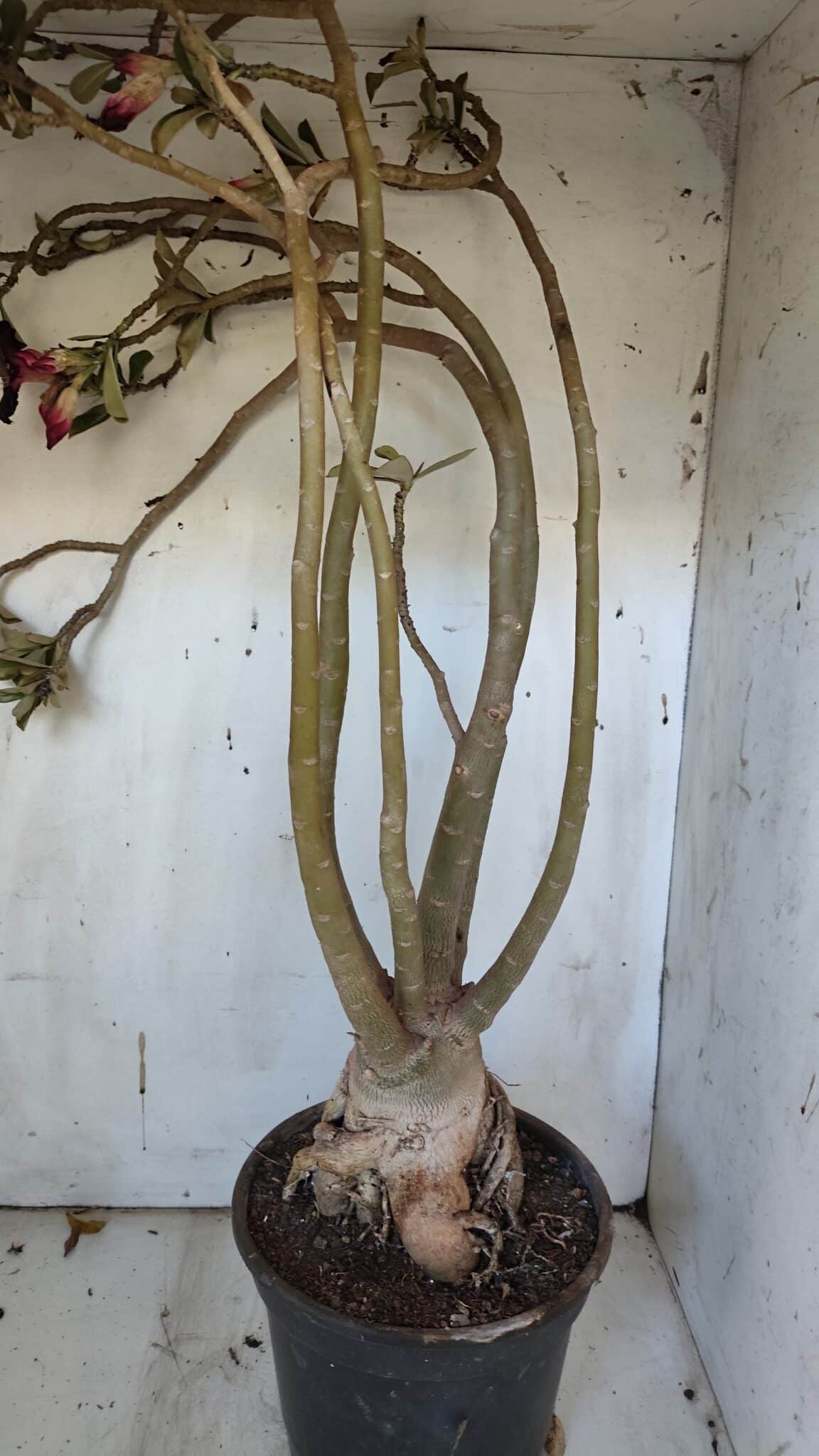 Planta Simples 2954 – 65cm – 05 anos