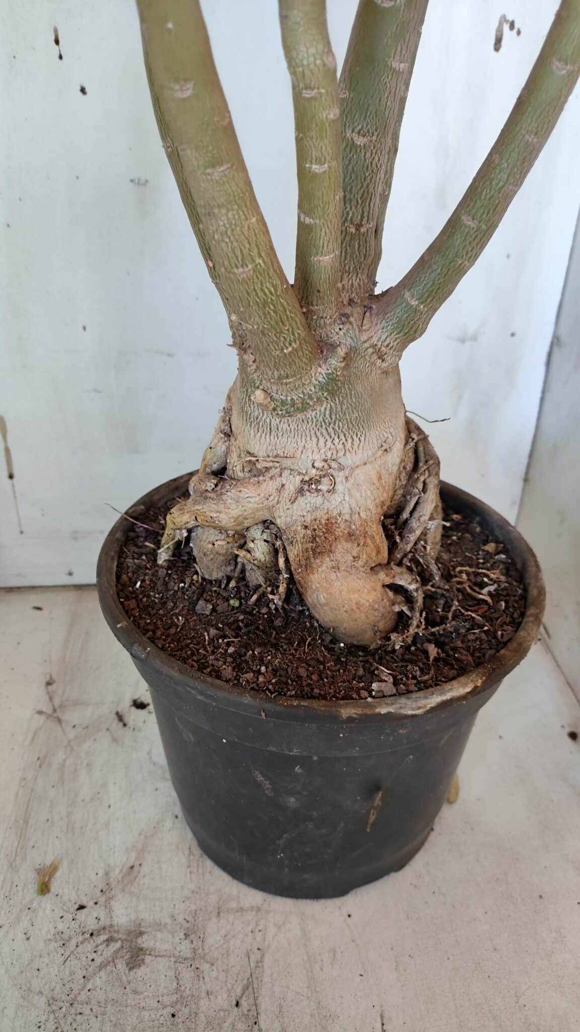 Planta Simples 2954 – 65cm – 05 anos