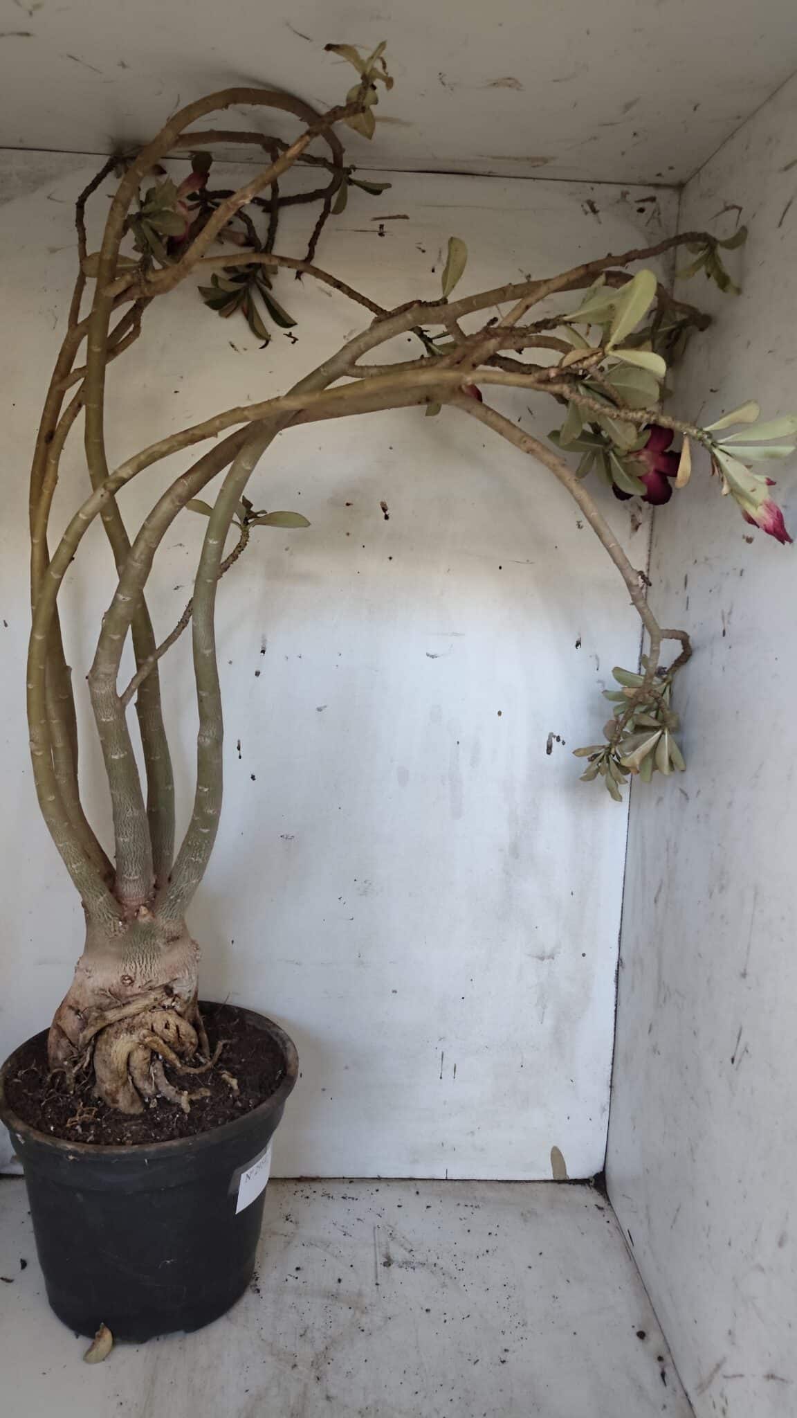 Planta Simples 2954 – 65cm – 05 anos