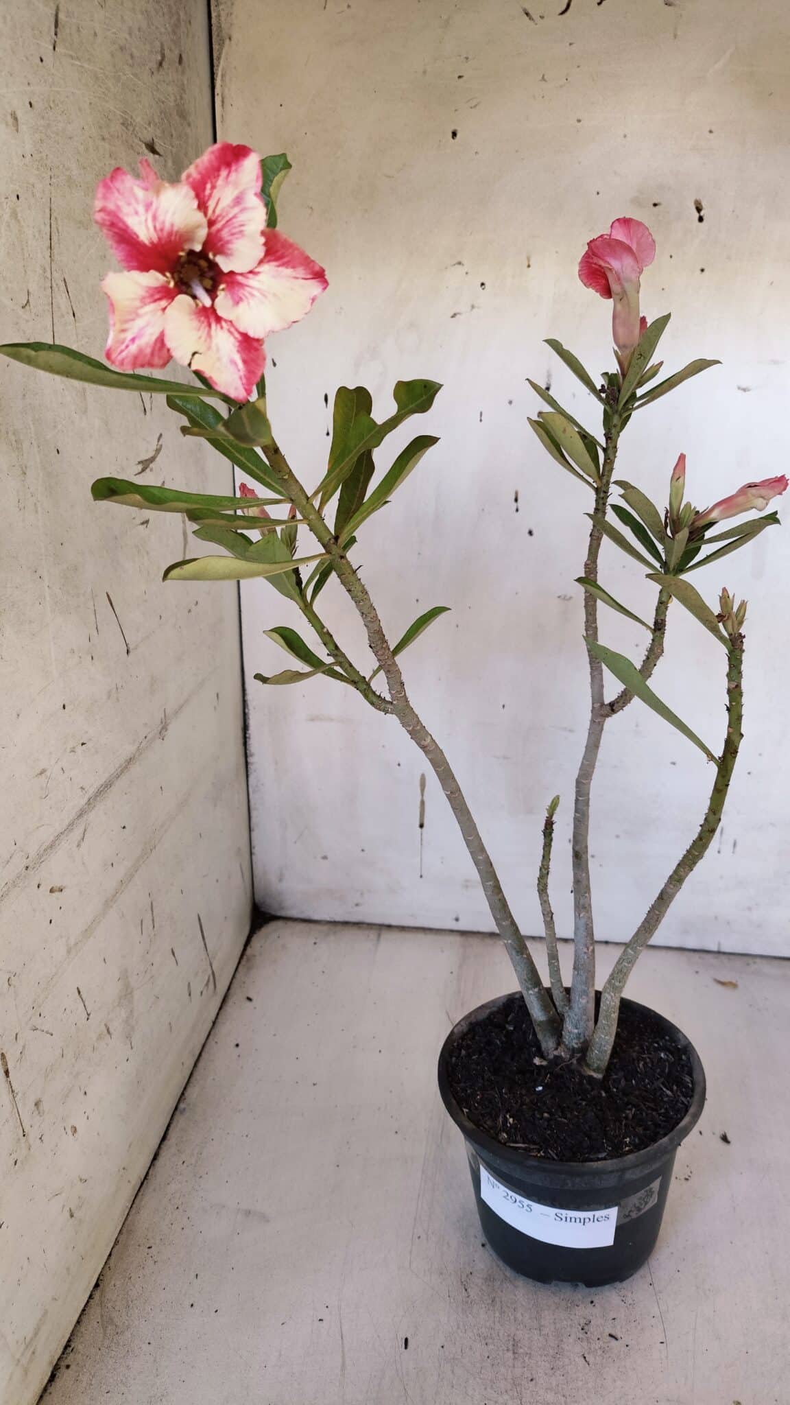 Planta Simples 2955 – 35cm – 03 anos