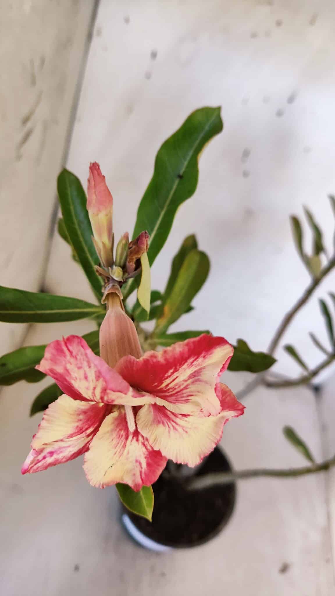 Planta Simples 2955 – 35cm – 03 anos