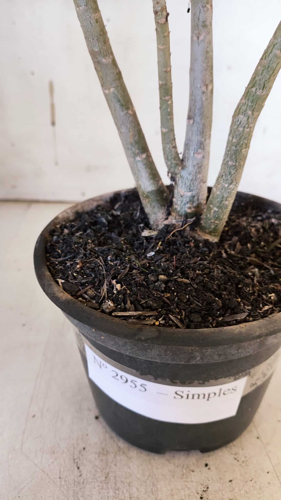 Planta Simples 2955 – 35cm – 03 anos