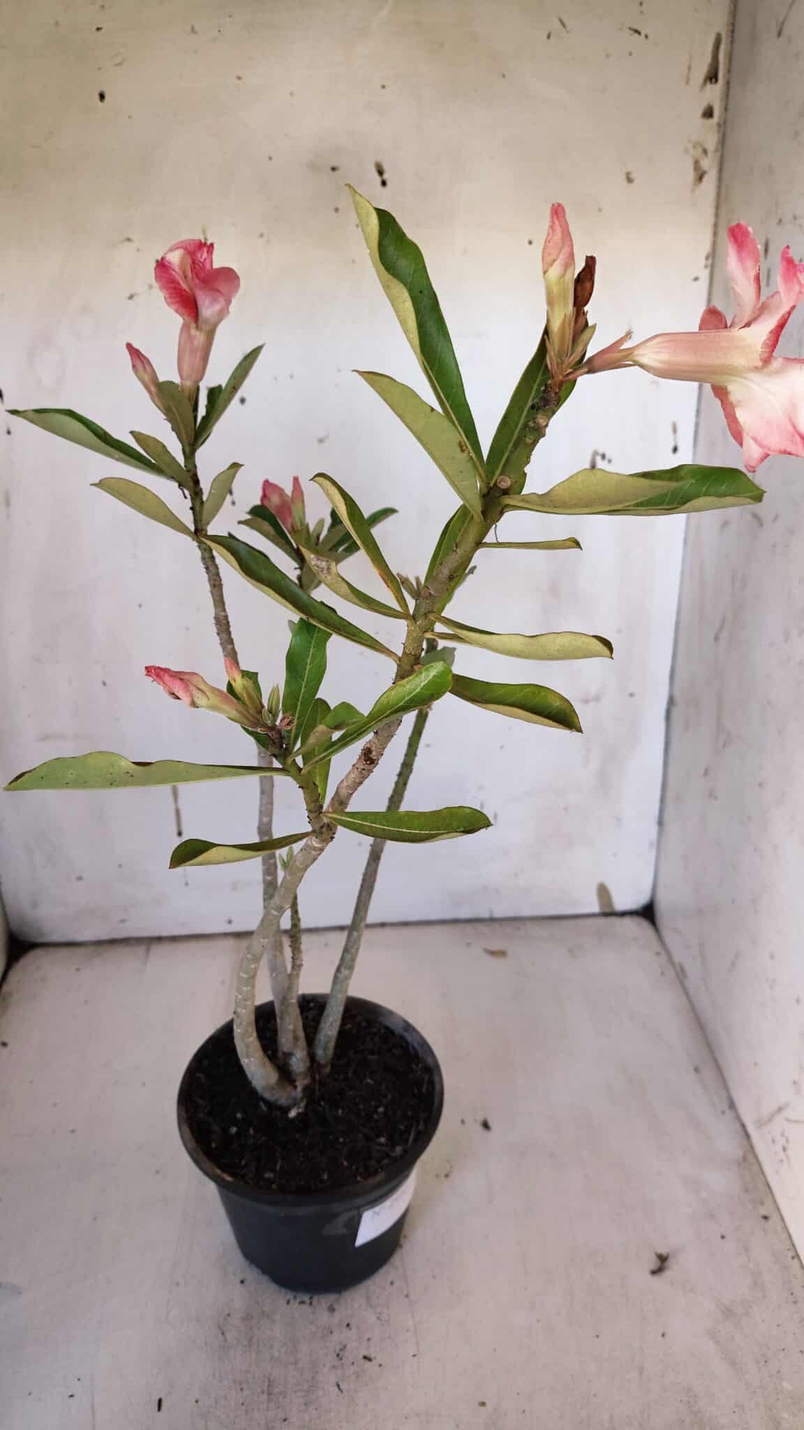 Planta Simples 2955 – 35cm – 03 anos