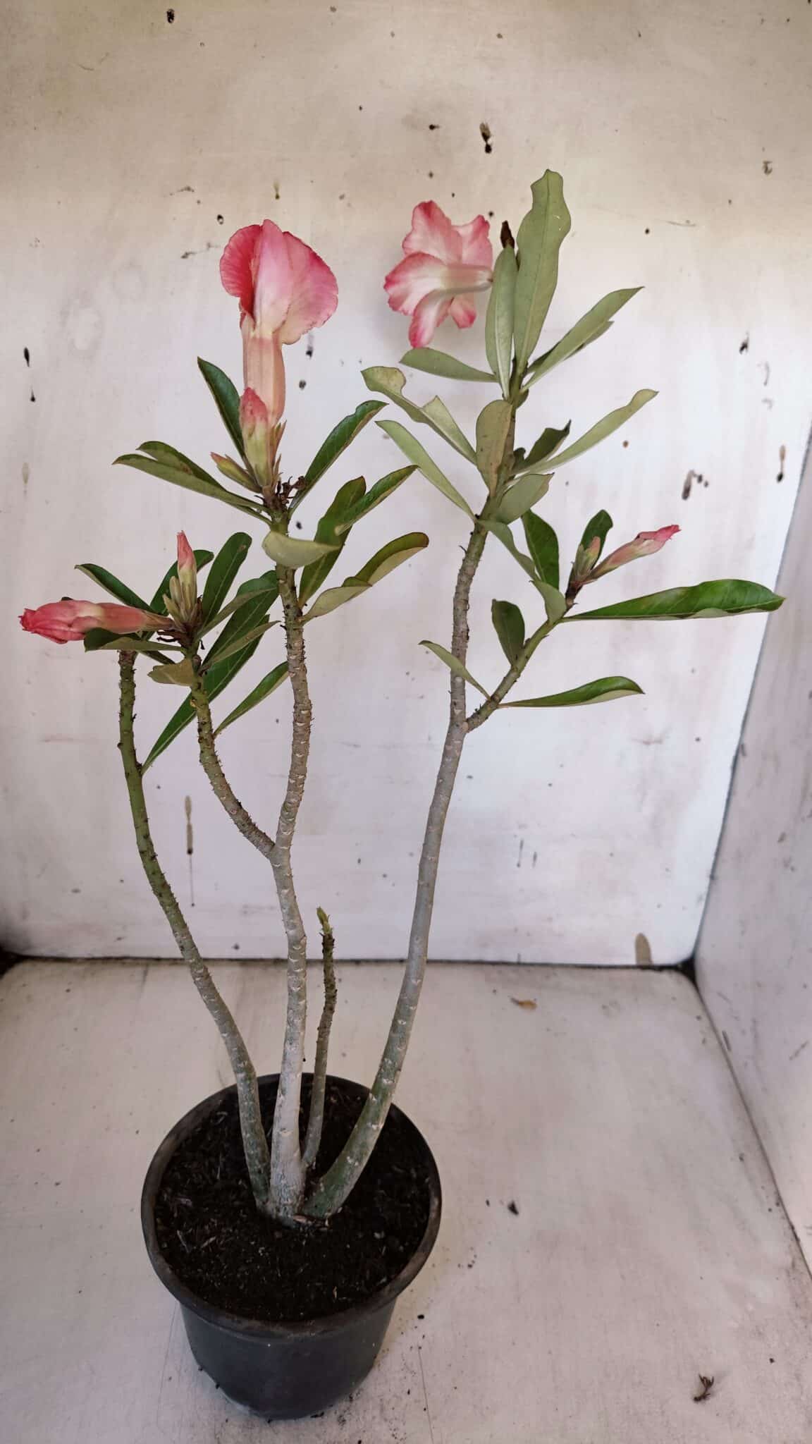Planta Simples 2955 – 35cm – 03 anos