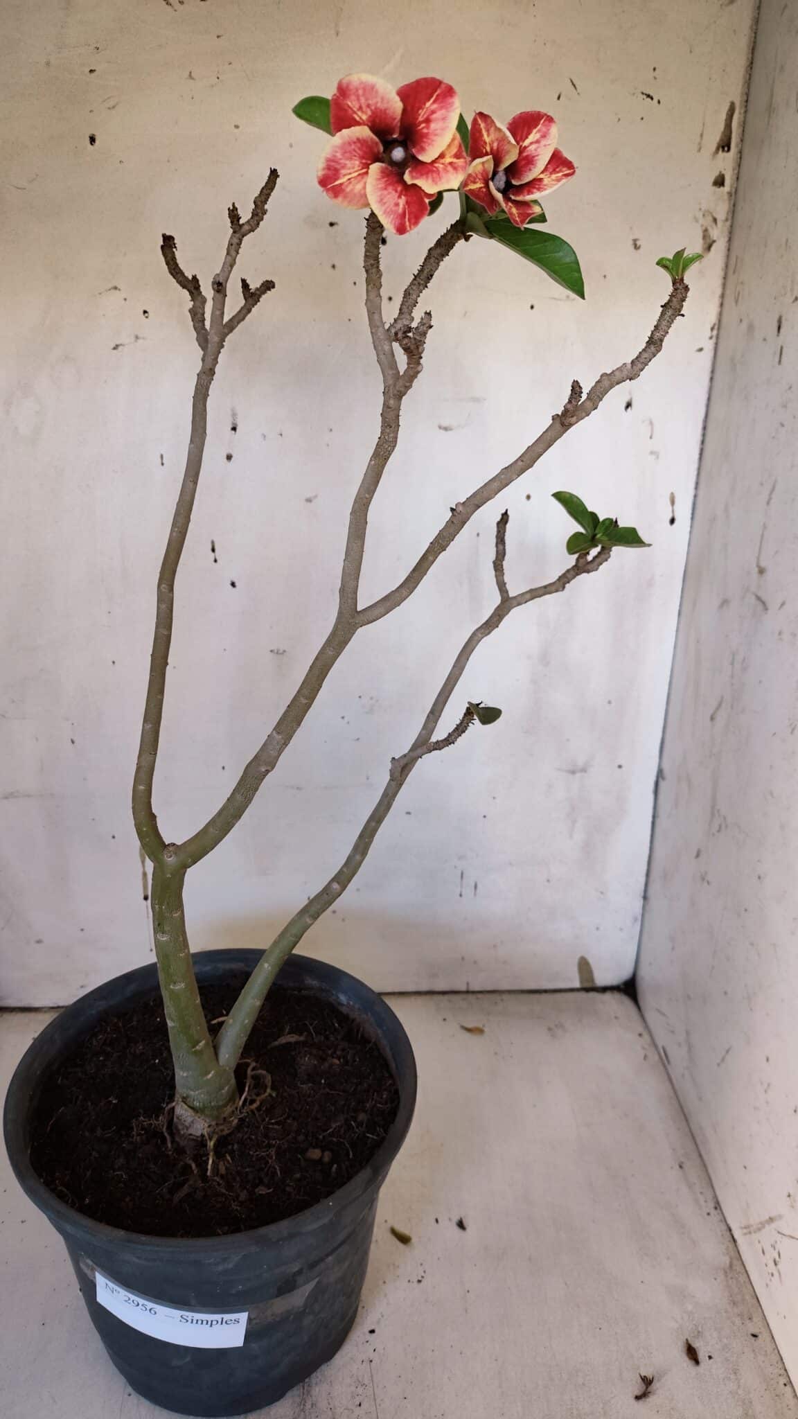 Planta Simples 2956 – 35cm – 03 anos