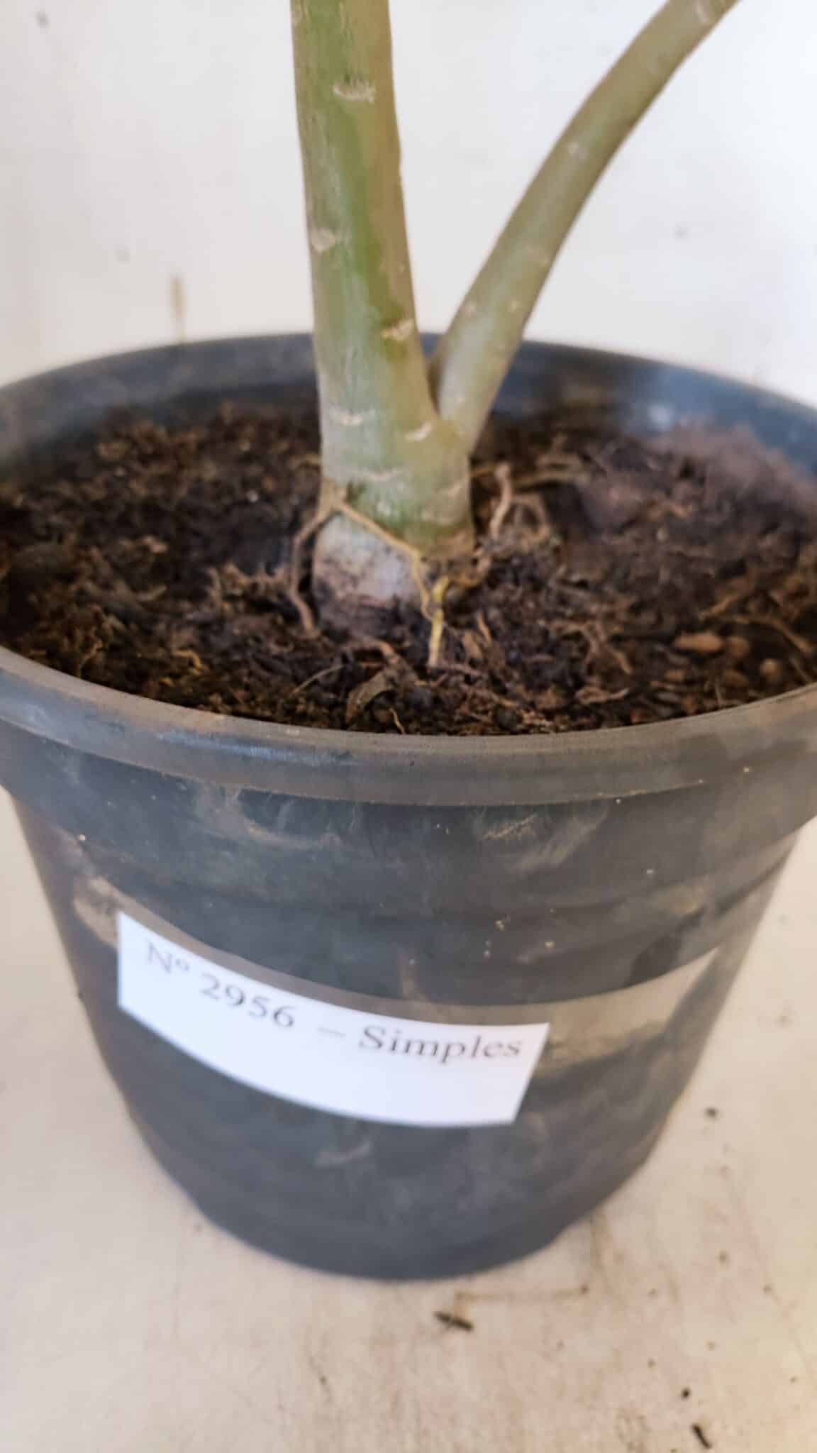 Planta Simples 2956 – 35cm – 03 anos