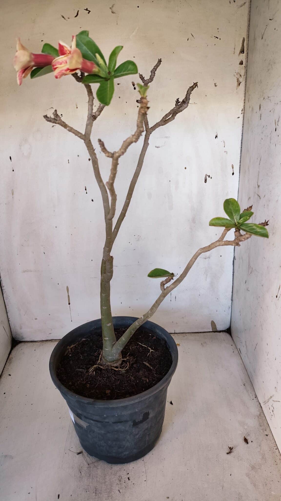 Planta Simples 2956 – 35cm – 03 anos