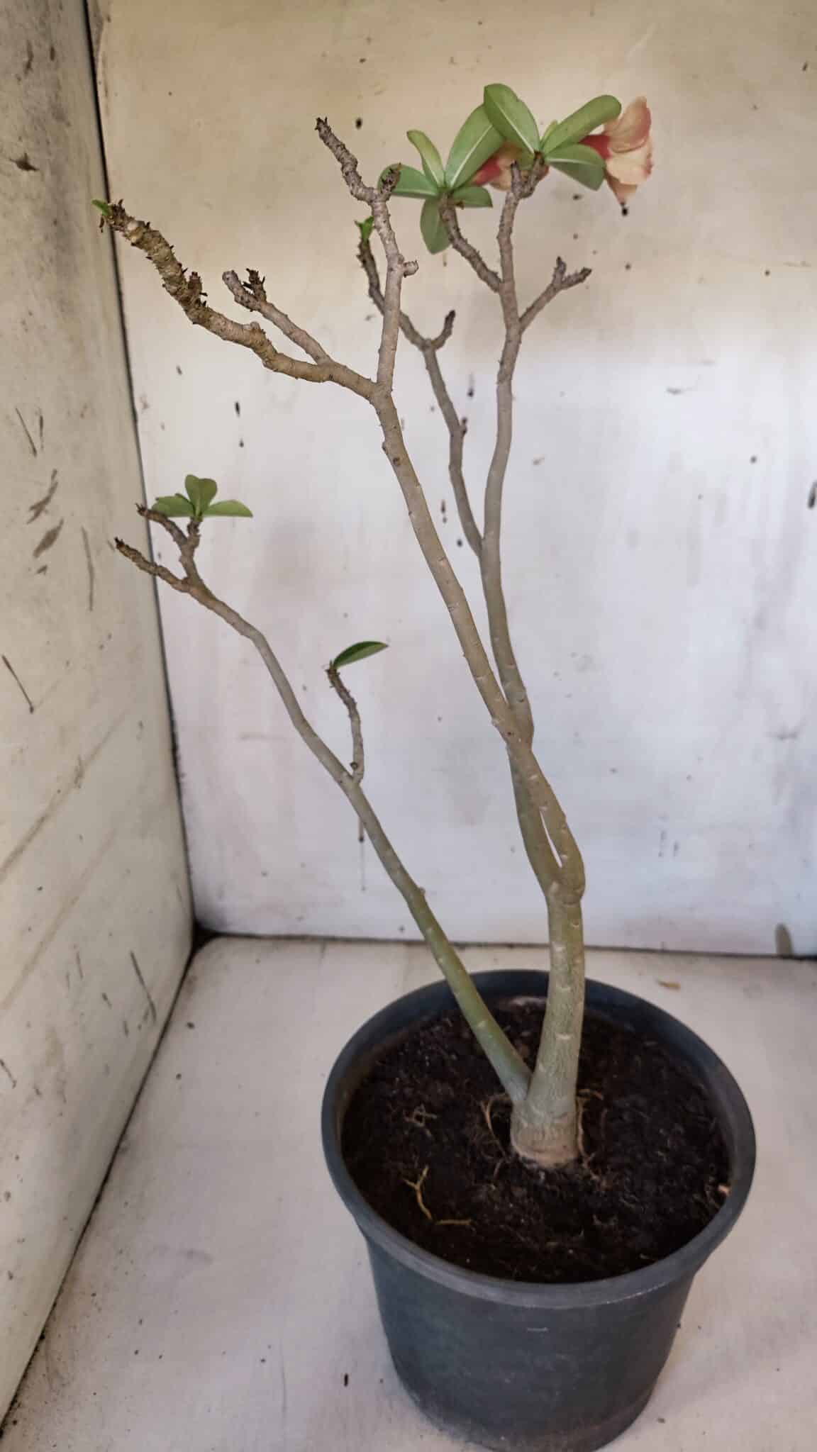 Planta Simples 2956 – 35cm – 03 anos