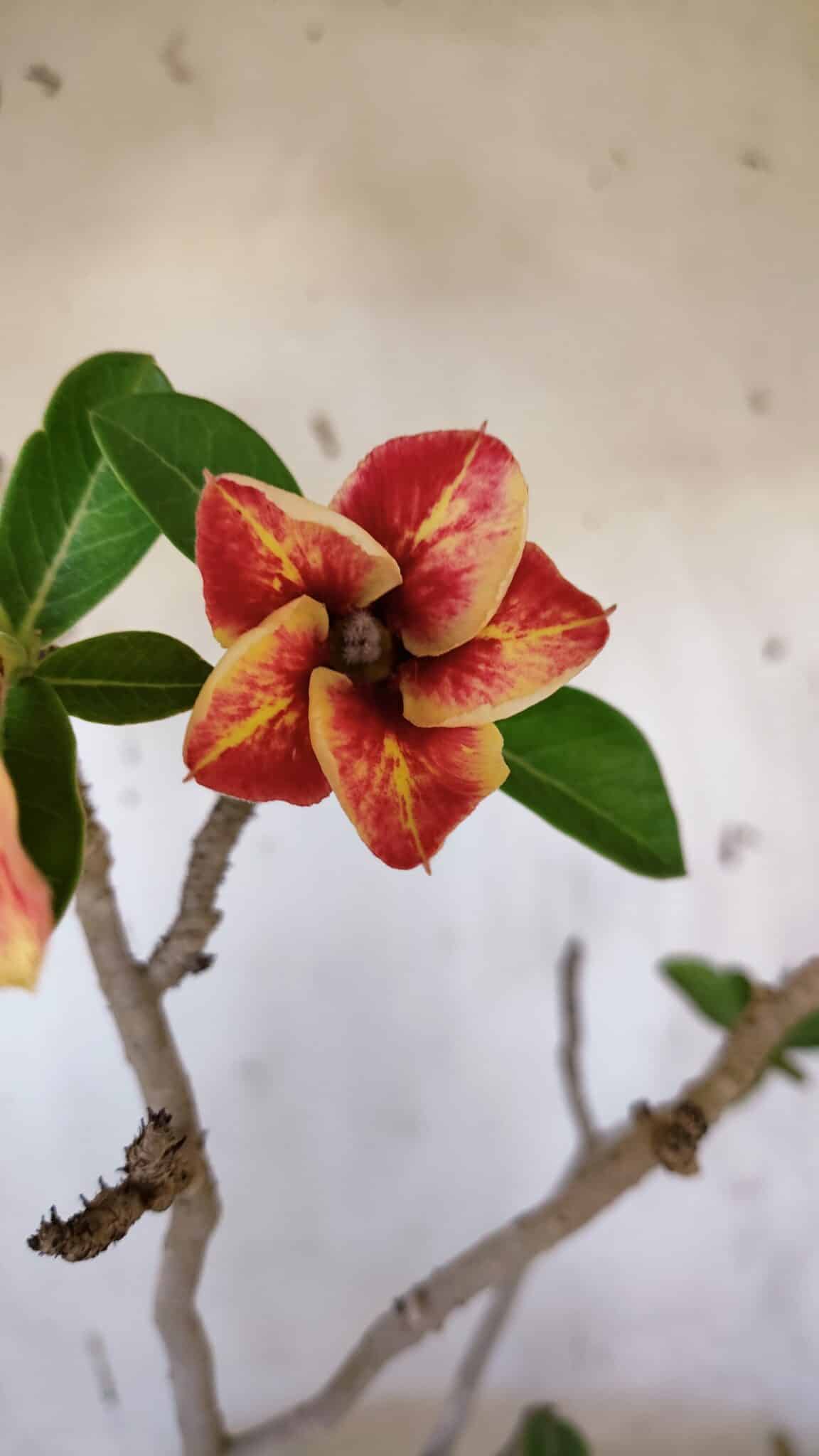 Planta Simples 2956 – 35cm – 03 anos