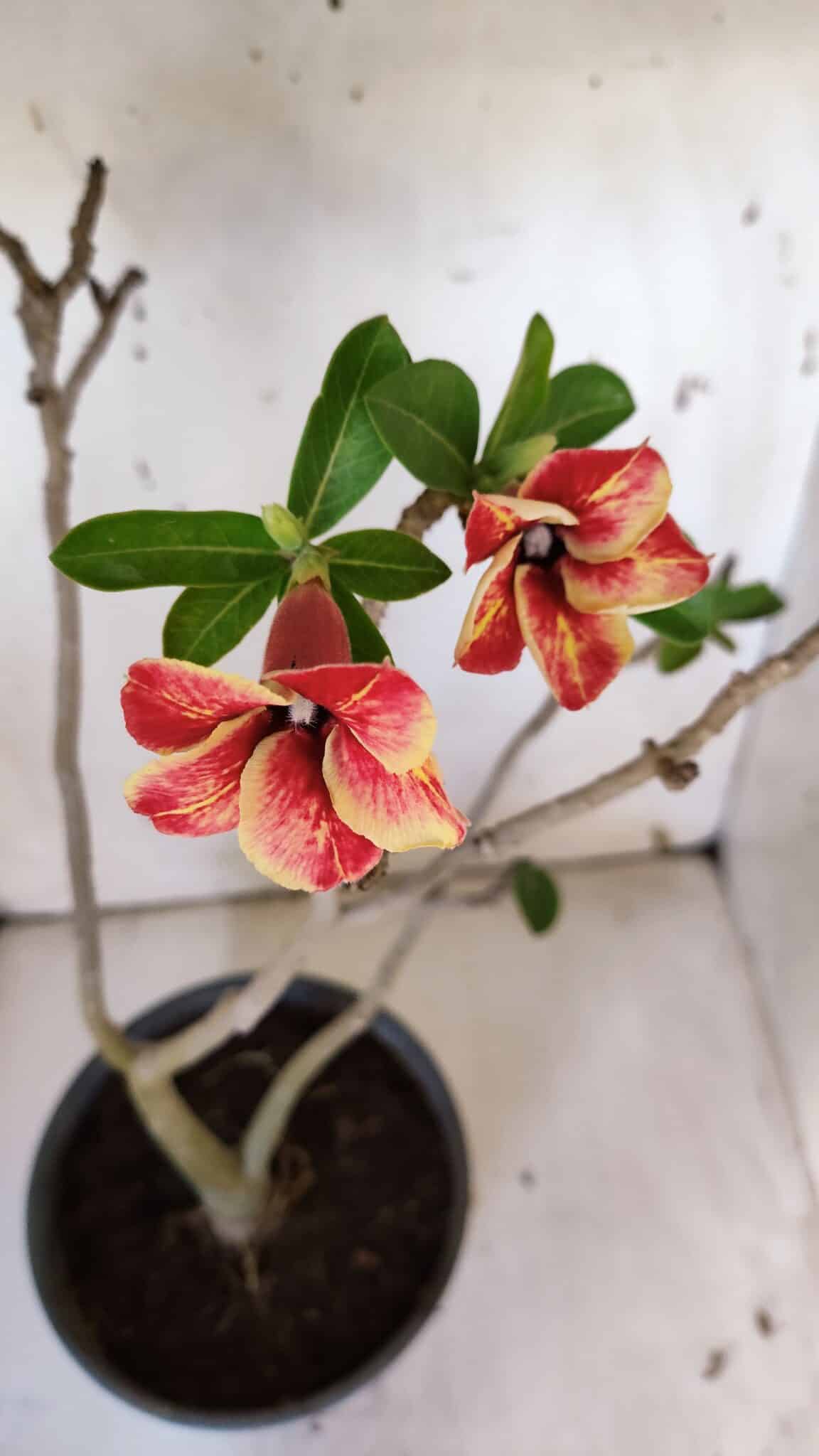 Planta Simples 2956 – 35cm – 03 anos