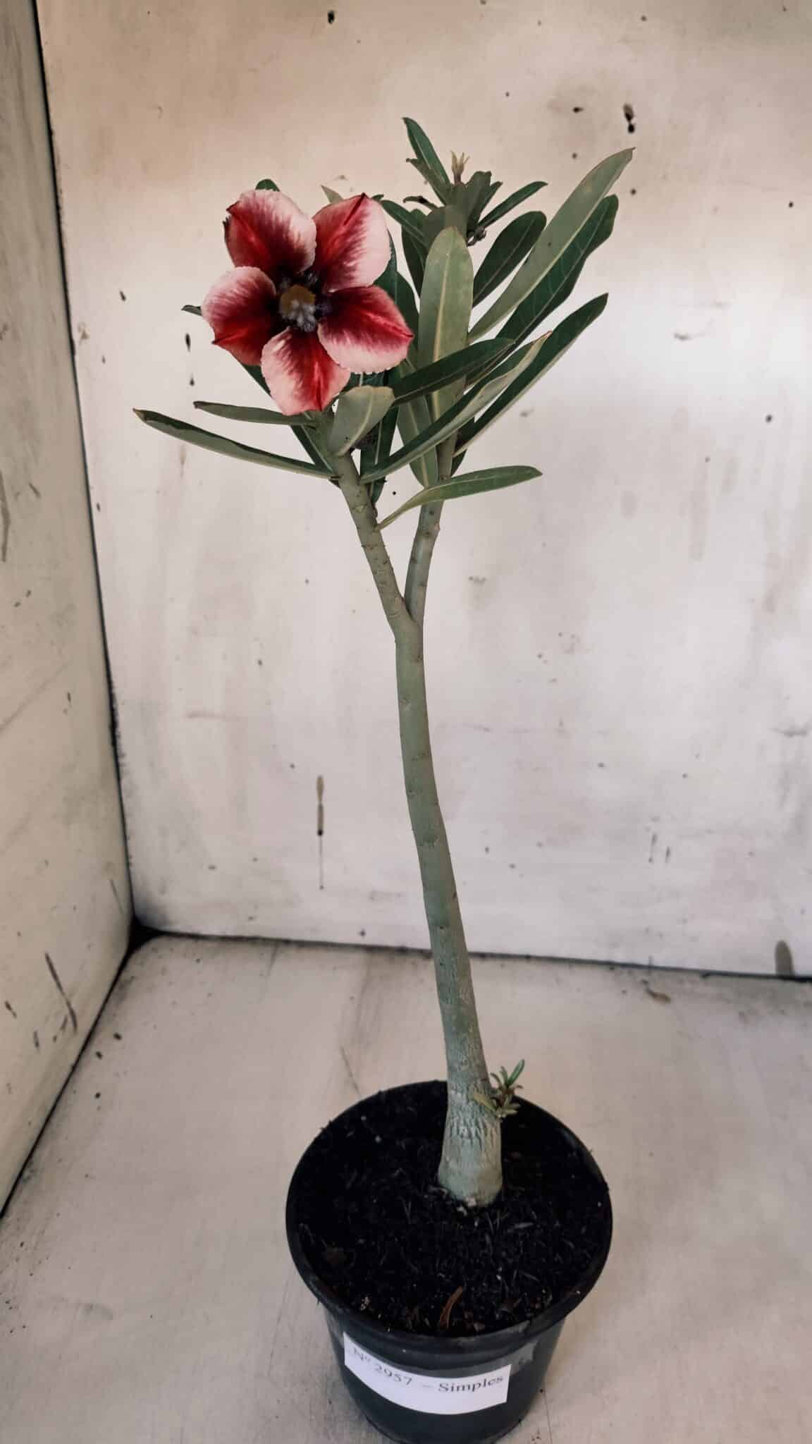 Planta Simples 2957 – 35cm – 03 anos