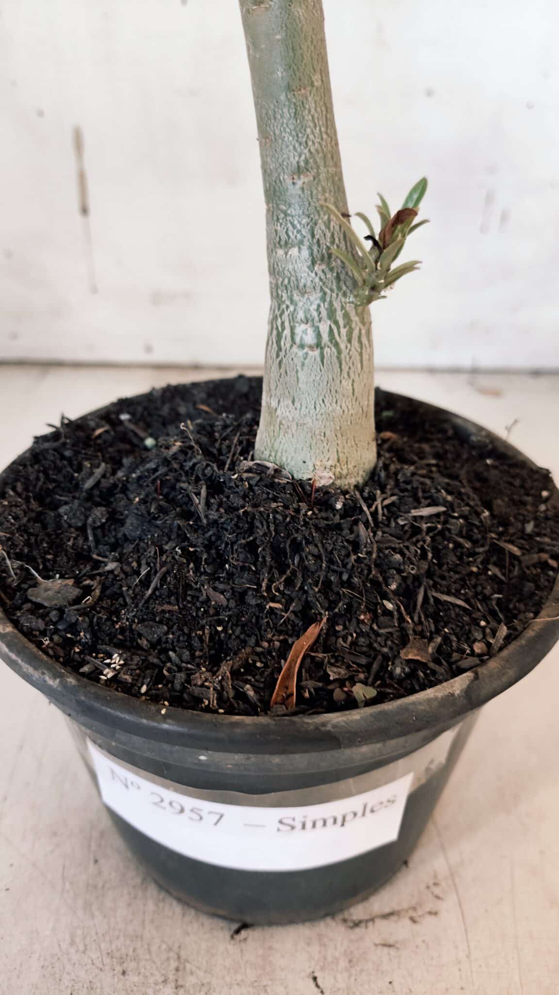 Planta Simples 2957 – 35cm – 03 anos