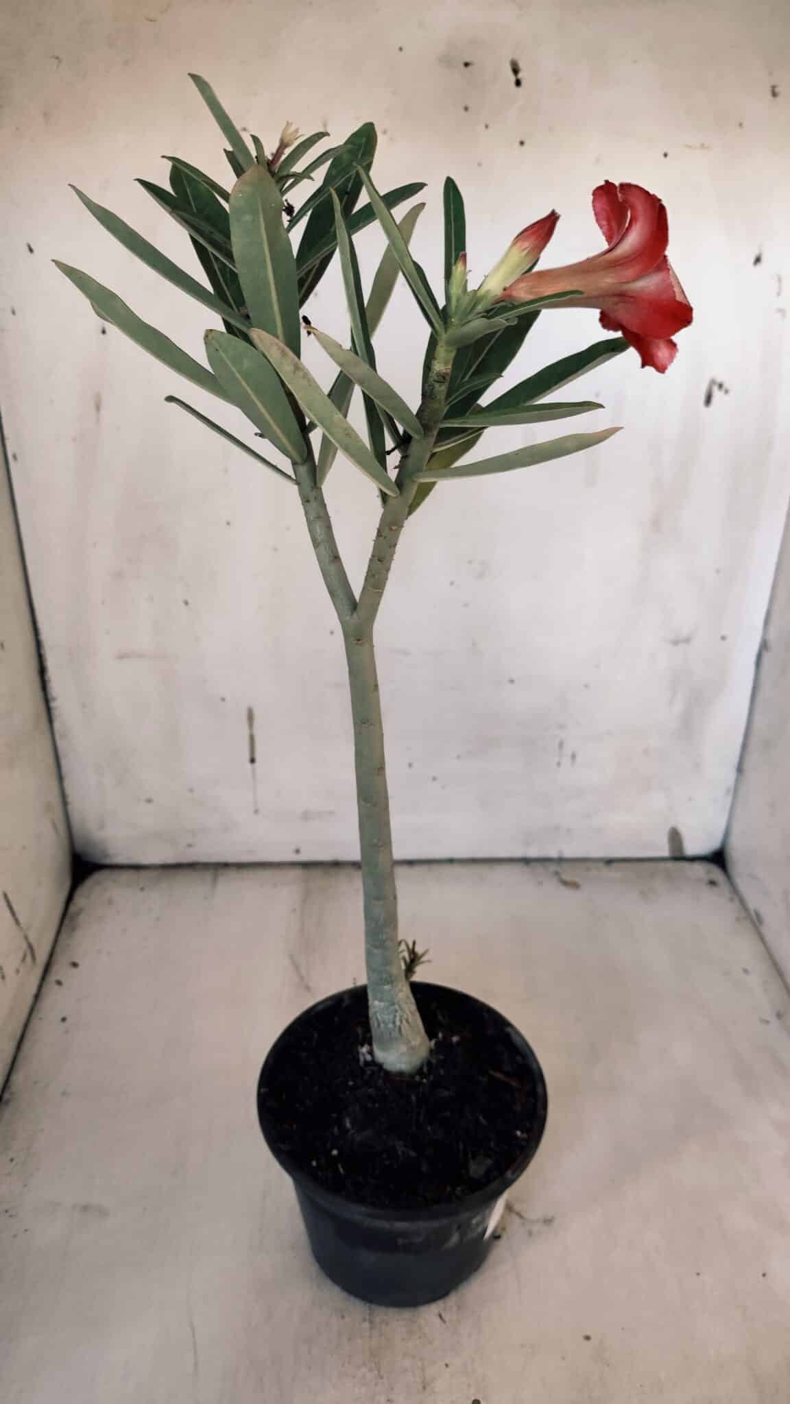 Planta Simples 2957 – 35cm – 03 anos