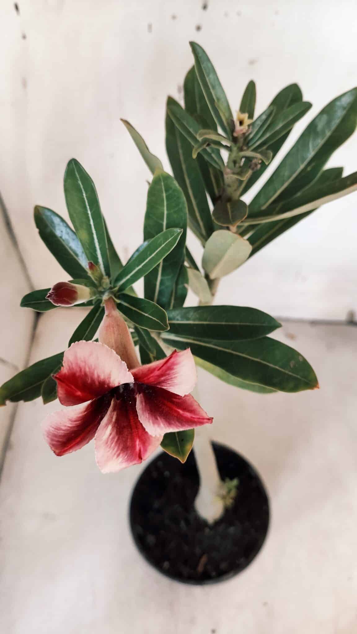 Planta Simples 2957 – 35cm – 03 anos