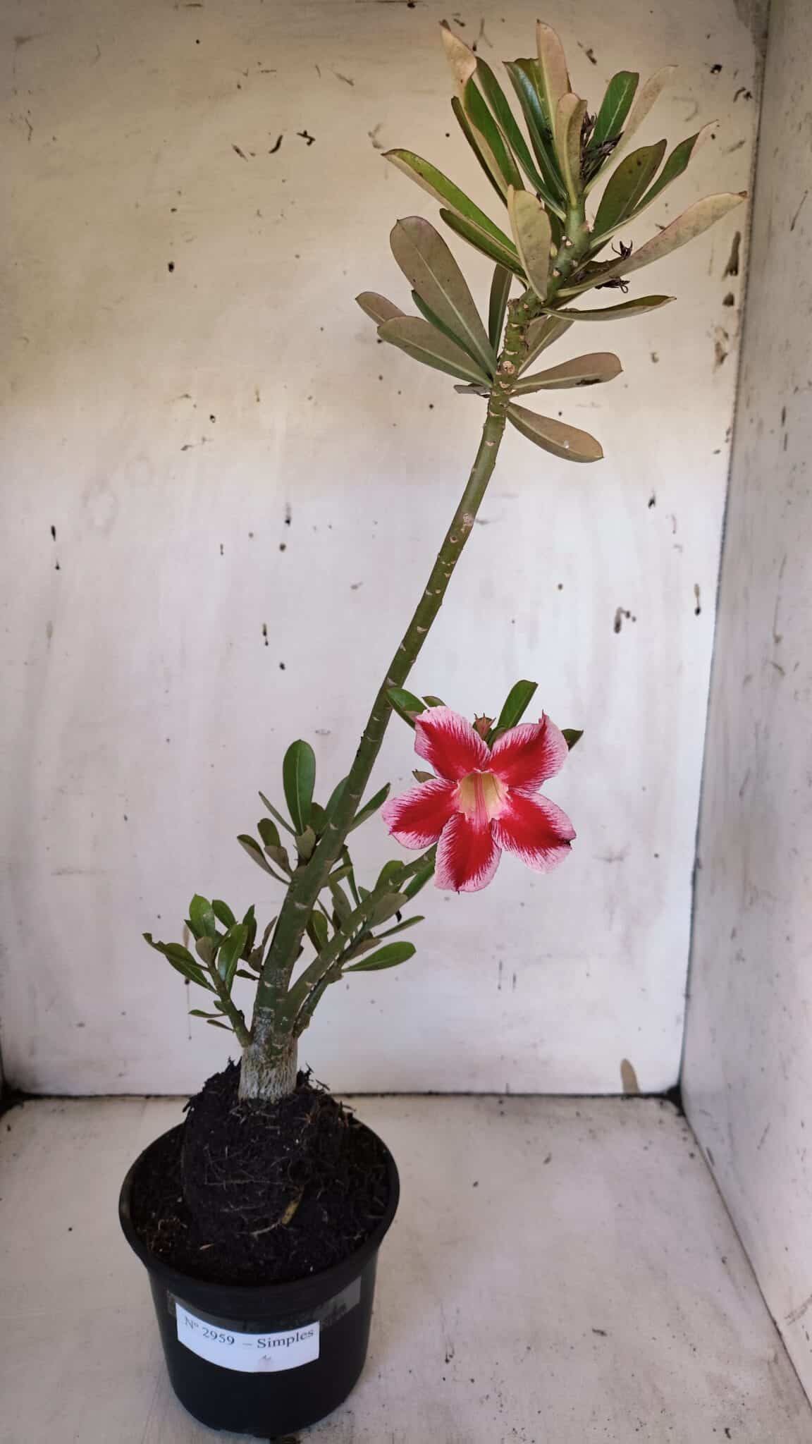 Planta Simples 2959 – 35cm – 03 anos