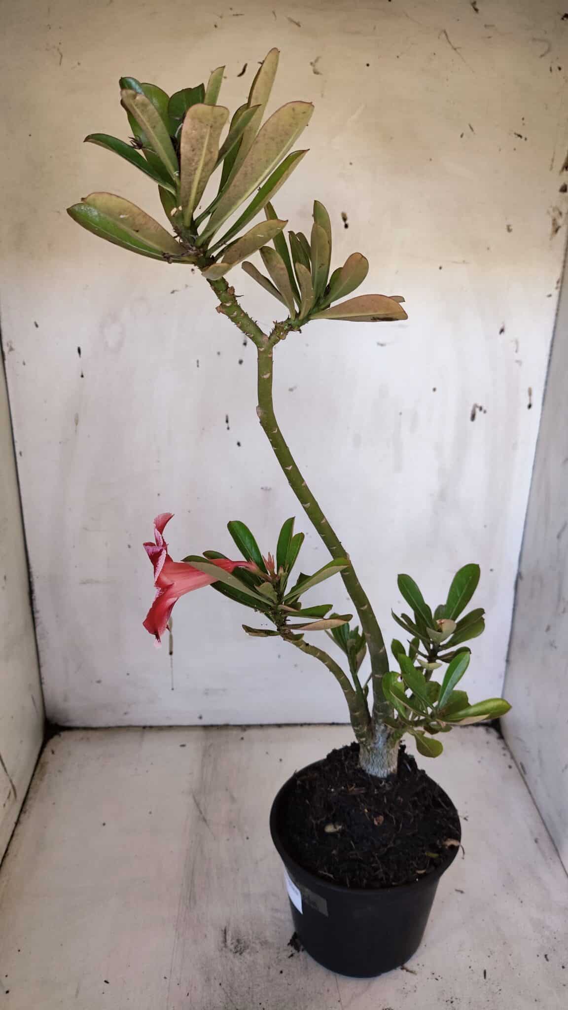 Planta Simples 2959 – 35cm – 03 anos